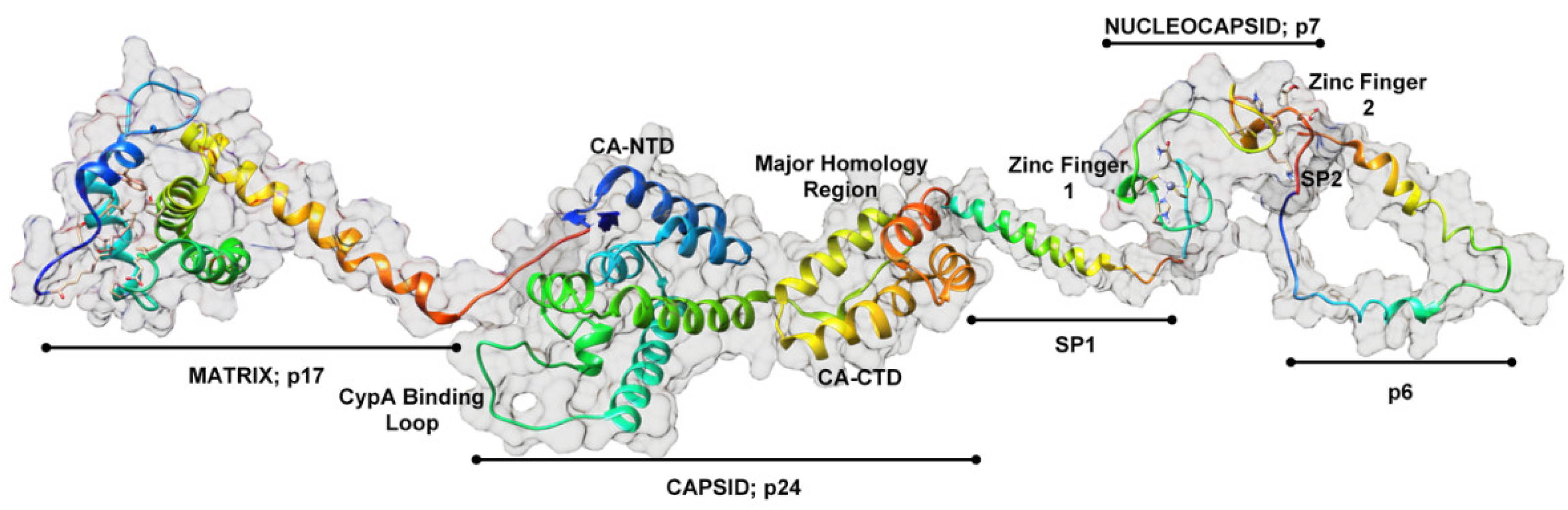 ijms-free-full-text-the-hiv-1-gag-protein-displays-extensive