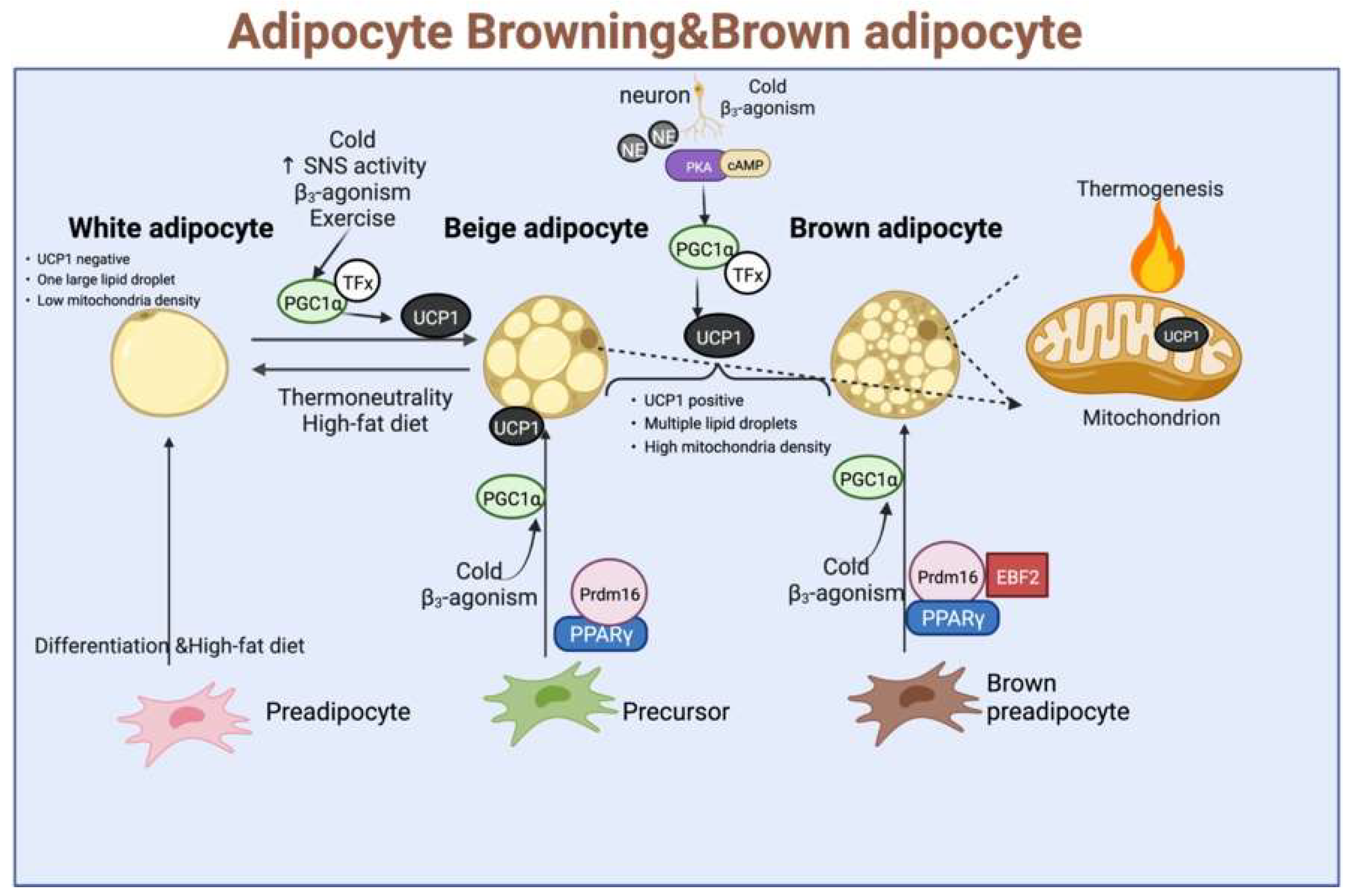 PDF) MicroRNA 34a Inhibits Beige and Brown Fat Formation in