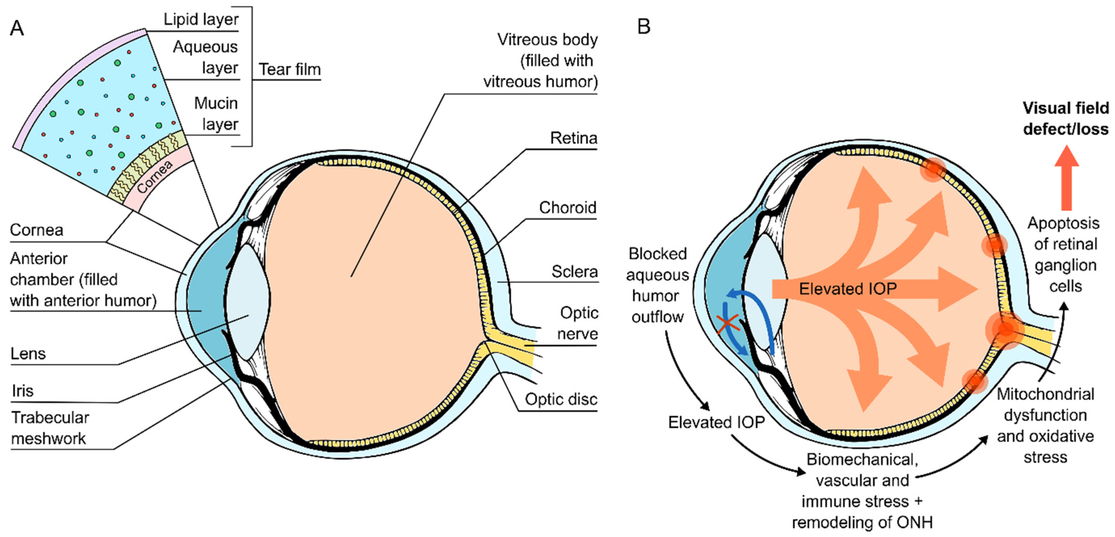 Investigation of intraocular pressure of the anterior chamber and