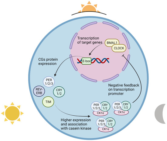 Circadian Rhythm Dysregulation and Leukemia Development: The Role of ...