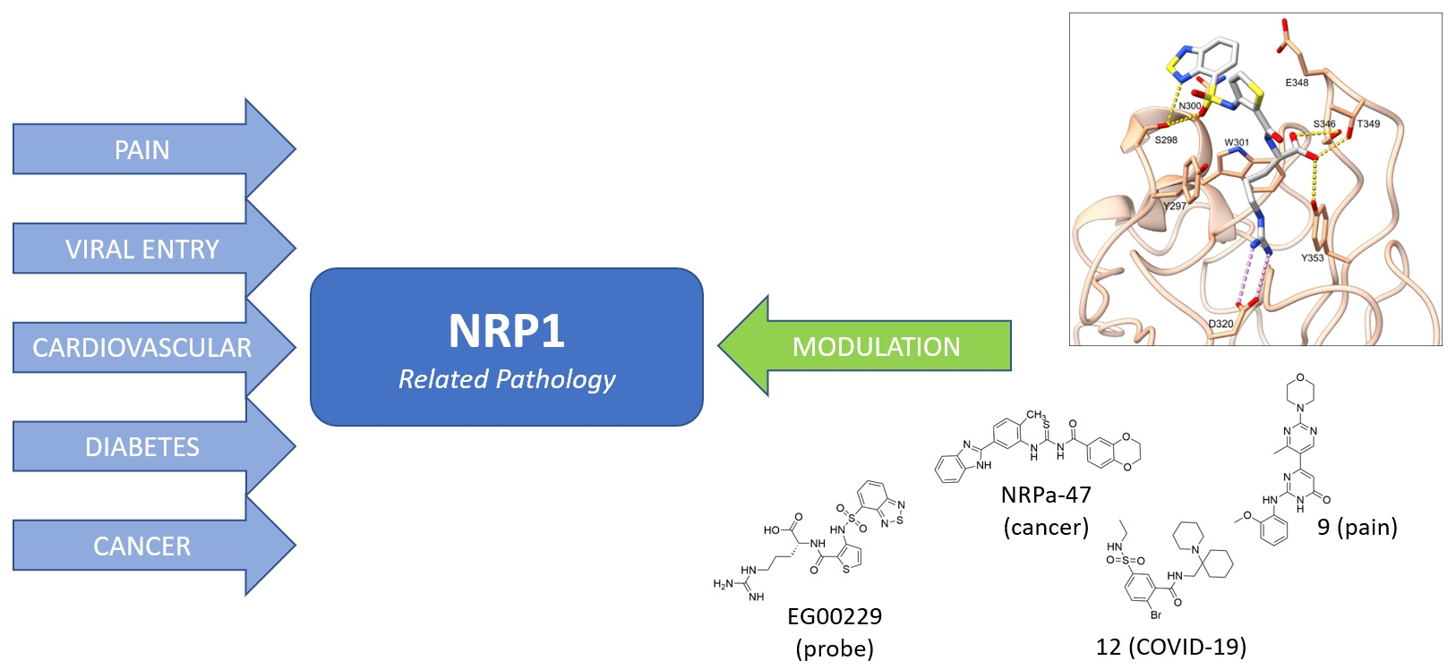 IJMS | Free Full-Text | Neuropilin (NRPs) Related Pathological 