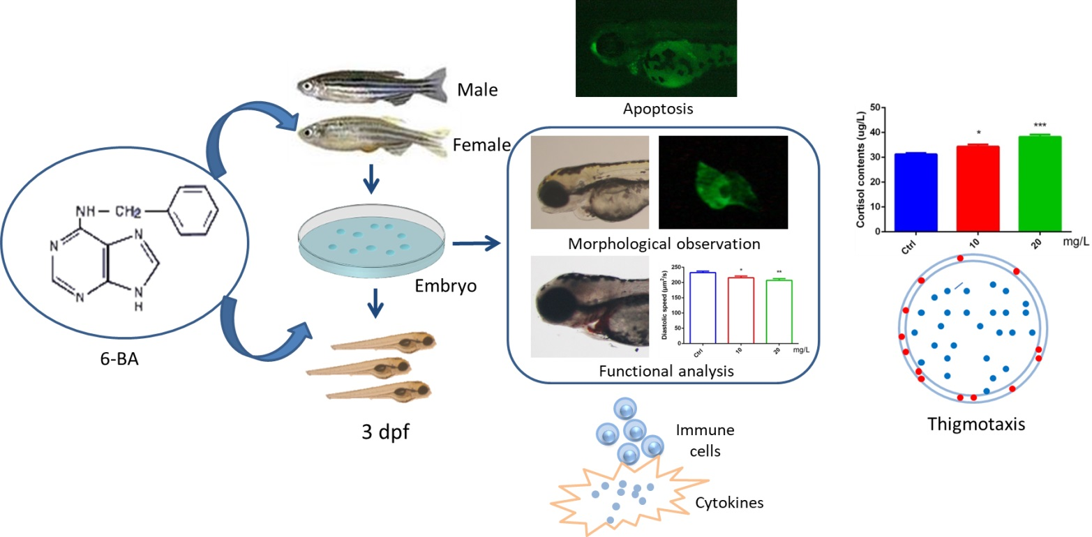 Systems Toxicology Approach for Testing Chemical Cardiotoxicity in Larval  Zebrafish