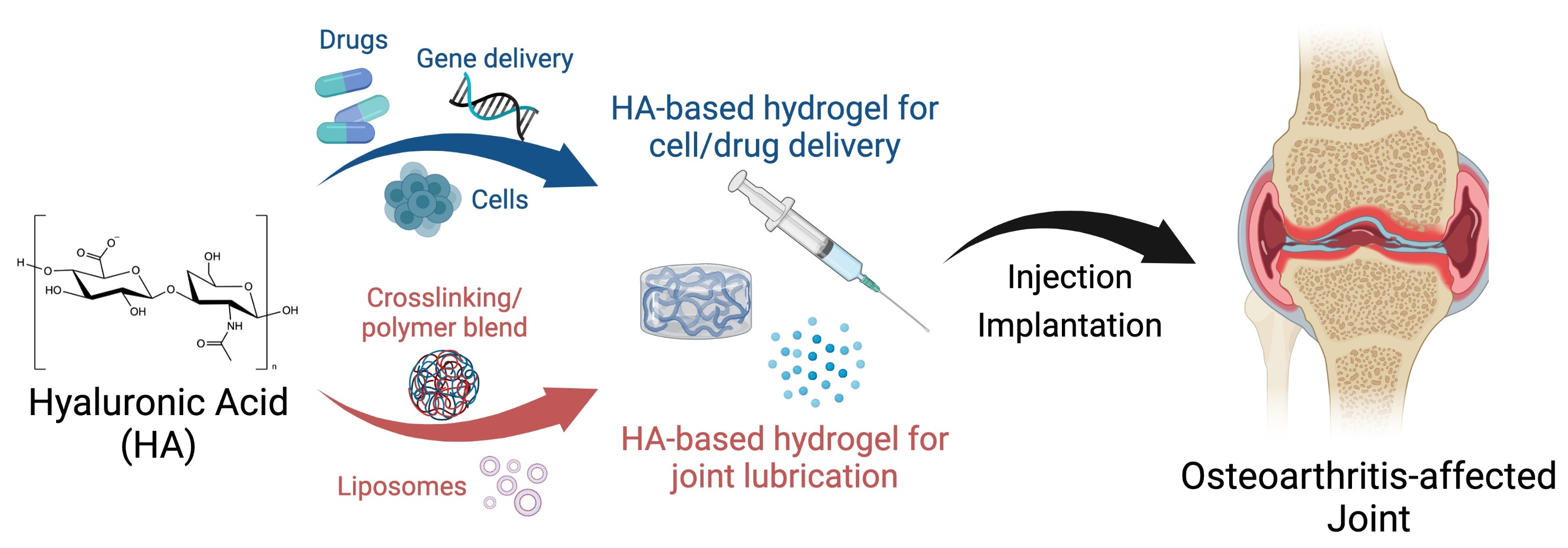 Layer-by-Layer Coatings of Collagen–Hyaluronic acid Loaded with an