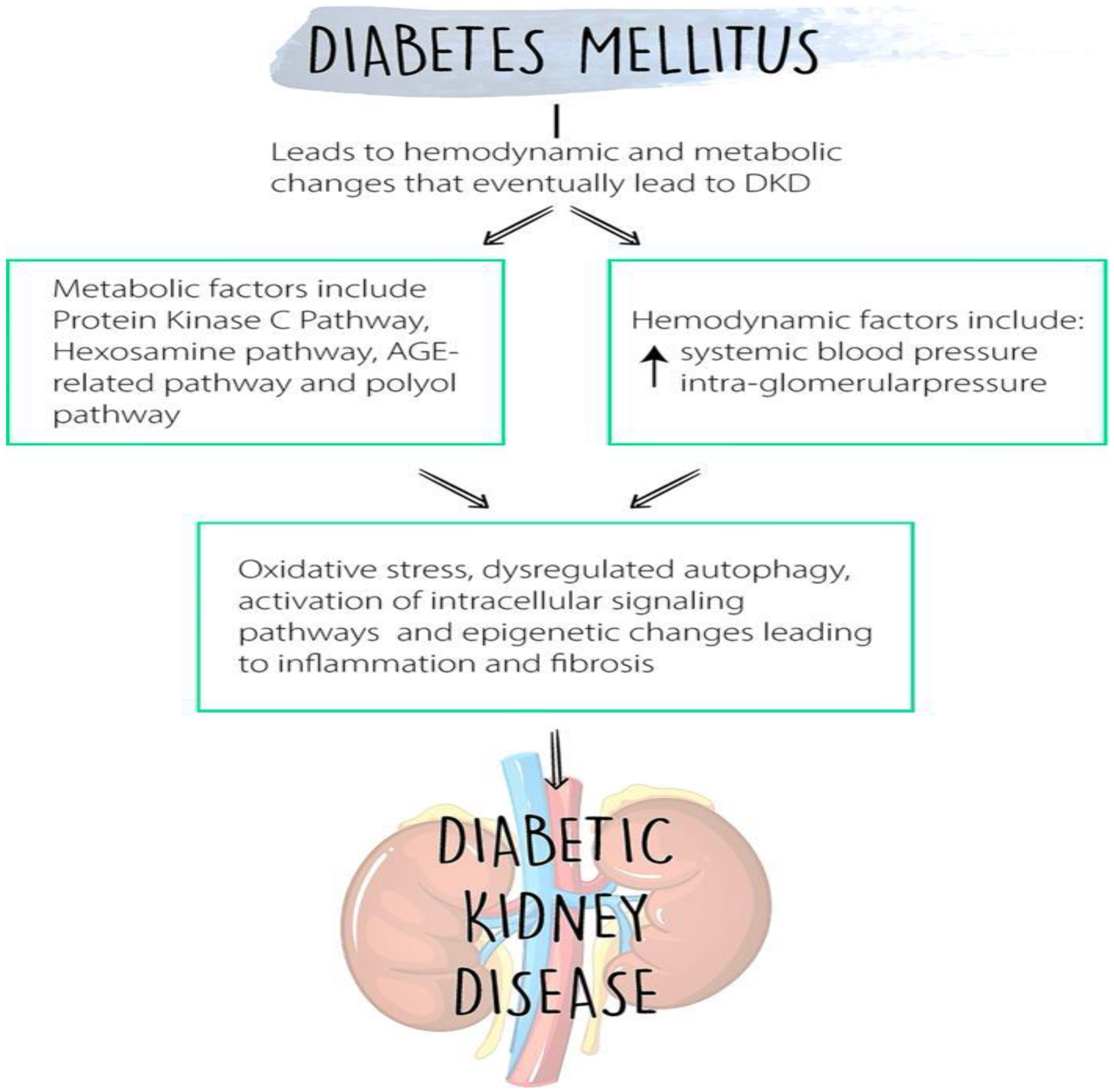 ijms-free-full-text-molecular-mechanisms-of-diabetic-kidney-disease