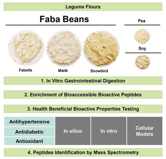 Faba bean protein to revolutionise global market for plant-based diets -  Food and Drink Technology