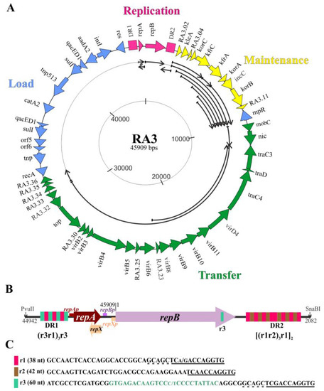 Deciphering the Regulatory Circuits of RA3 Replication Module ...