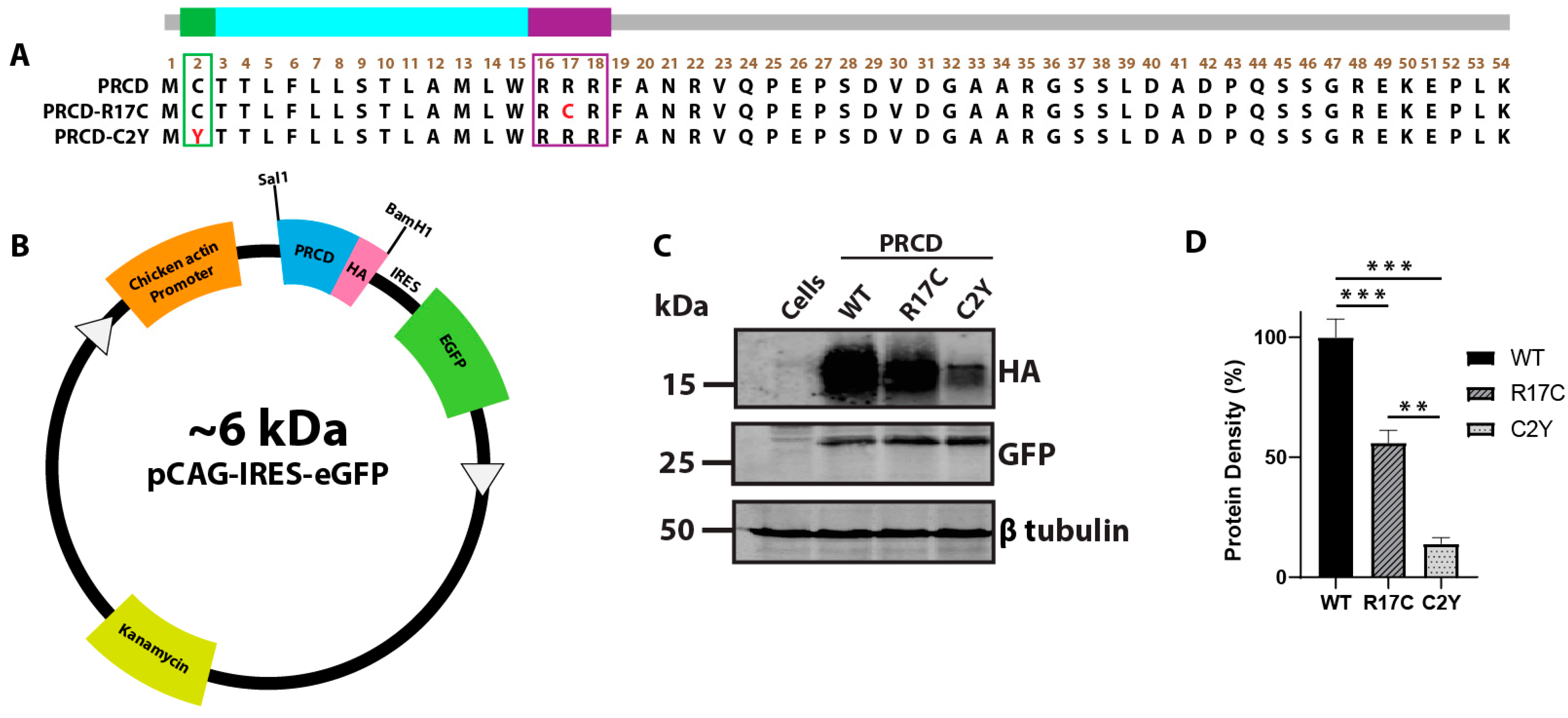 Ijms Free Full Text R17c Mutation In Photoreceptor Disc Specific Protein Prcd Results In