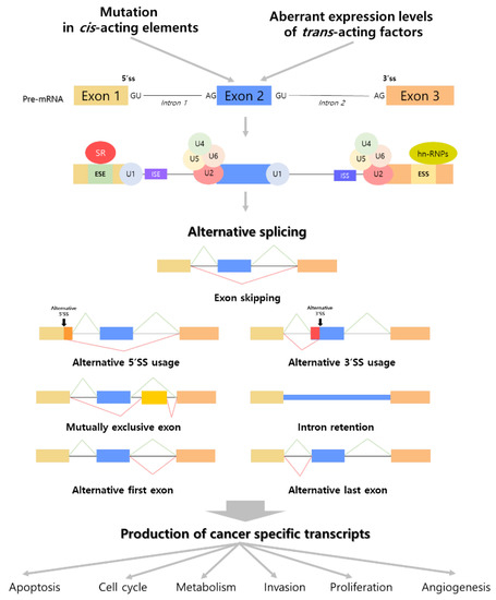 The role played by alternative splicing in antigenic variability