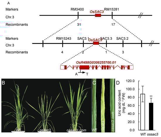Advancements in Monitoring Tree Phenology Under Global