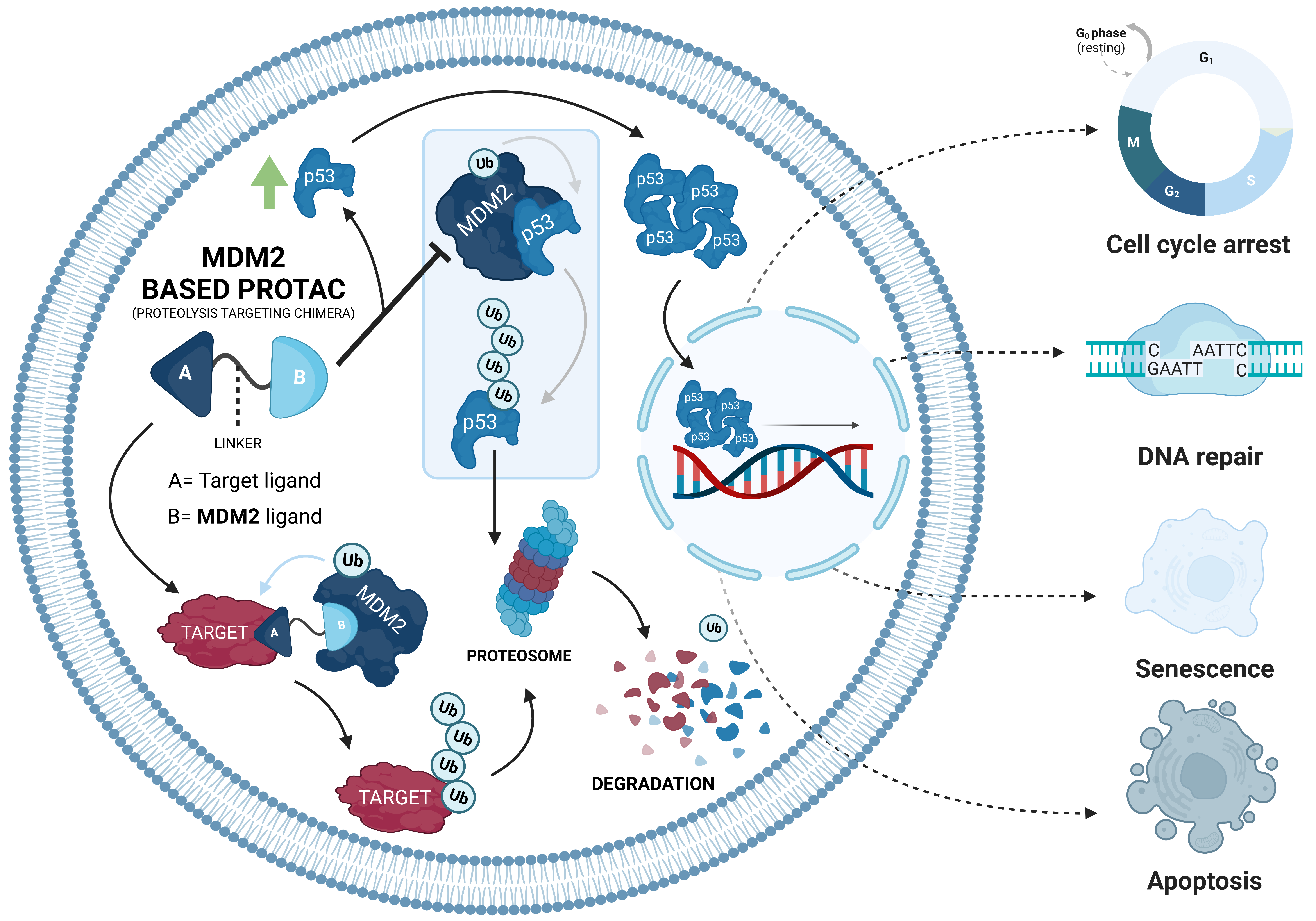 IJMS Free Full-Text MDM2-Based Proteolysis-Targeting Chimeras (PROTACs) An Innovative Drug Strategy for Cancer Treatment