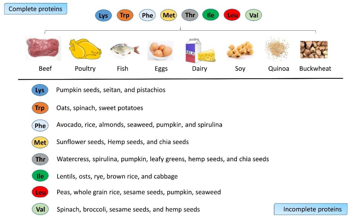 Essential Amino Acids Essential Amino Acids