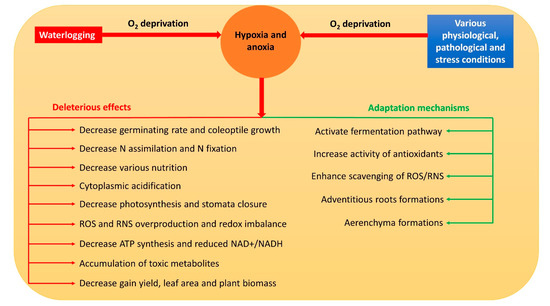 Frontiers  Nitric oxide, antioxidants and prooxidants in plant defence  responses