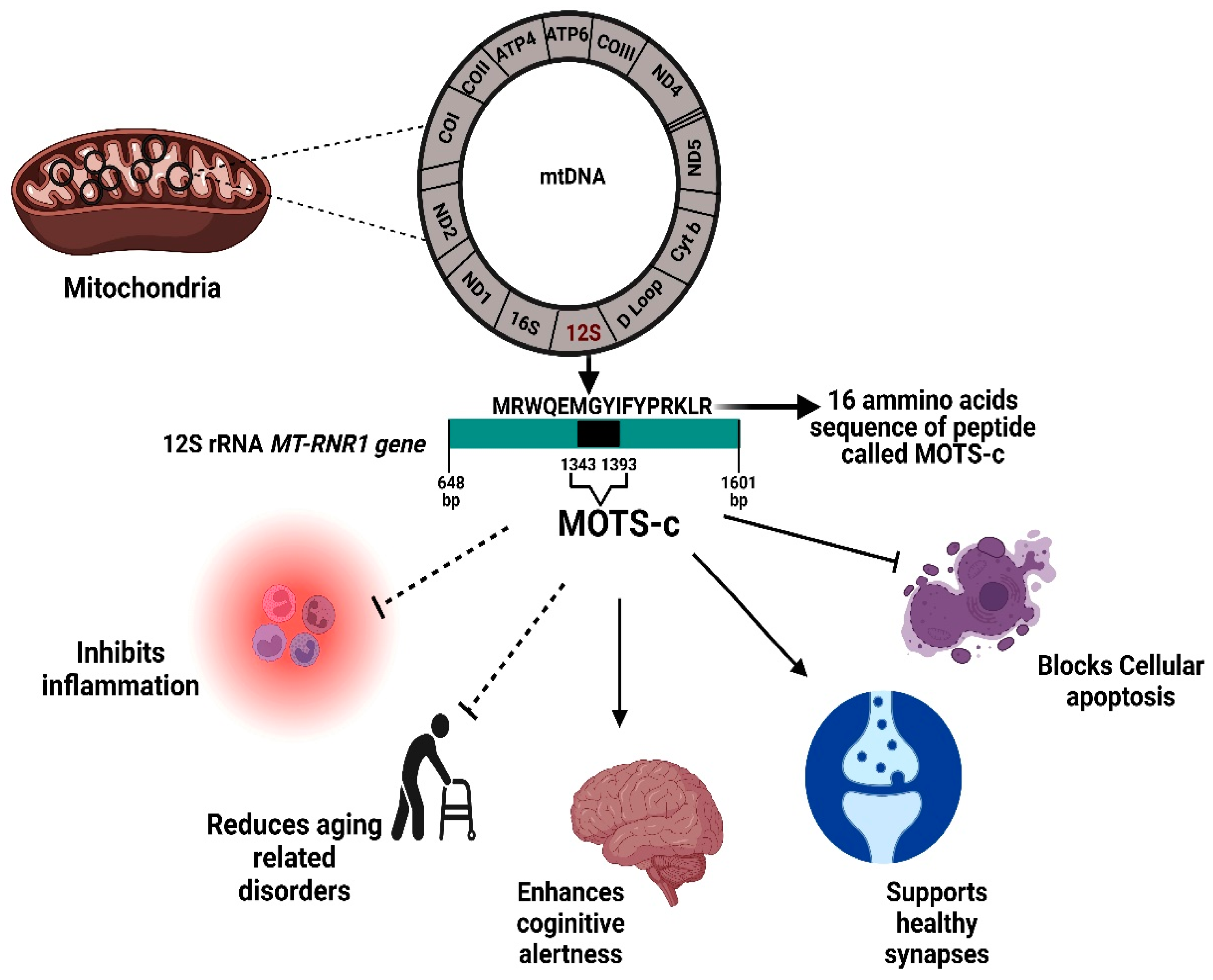 MOTS-C | Shaanxi Bloom Tech MOTS-C | Shaanxi Bloom Tech