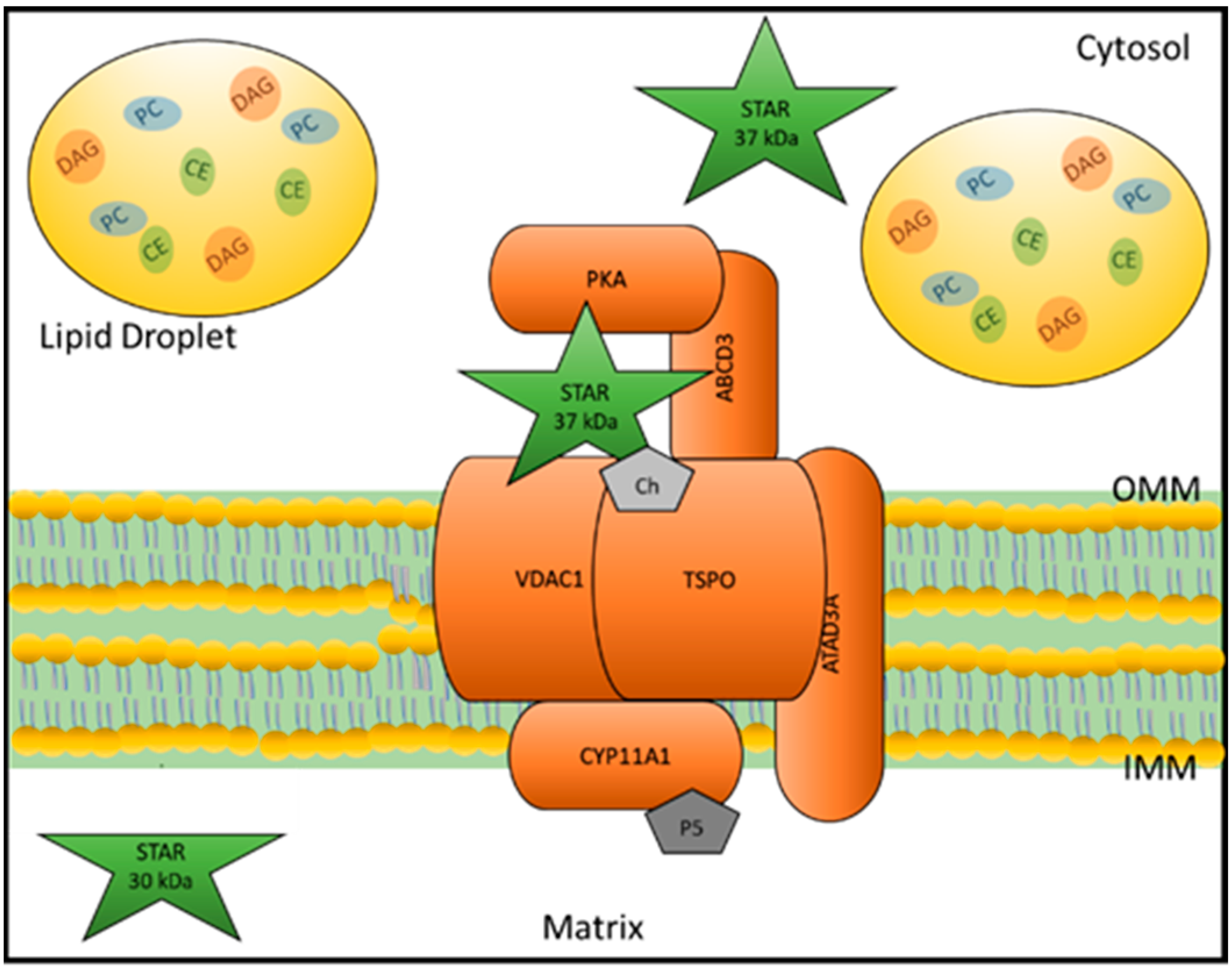 Sterol carrier protein 2: A promising target in the pathogenesis of  atherosclerosis - ScienceDirect