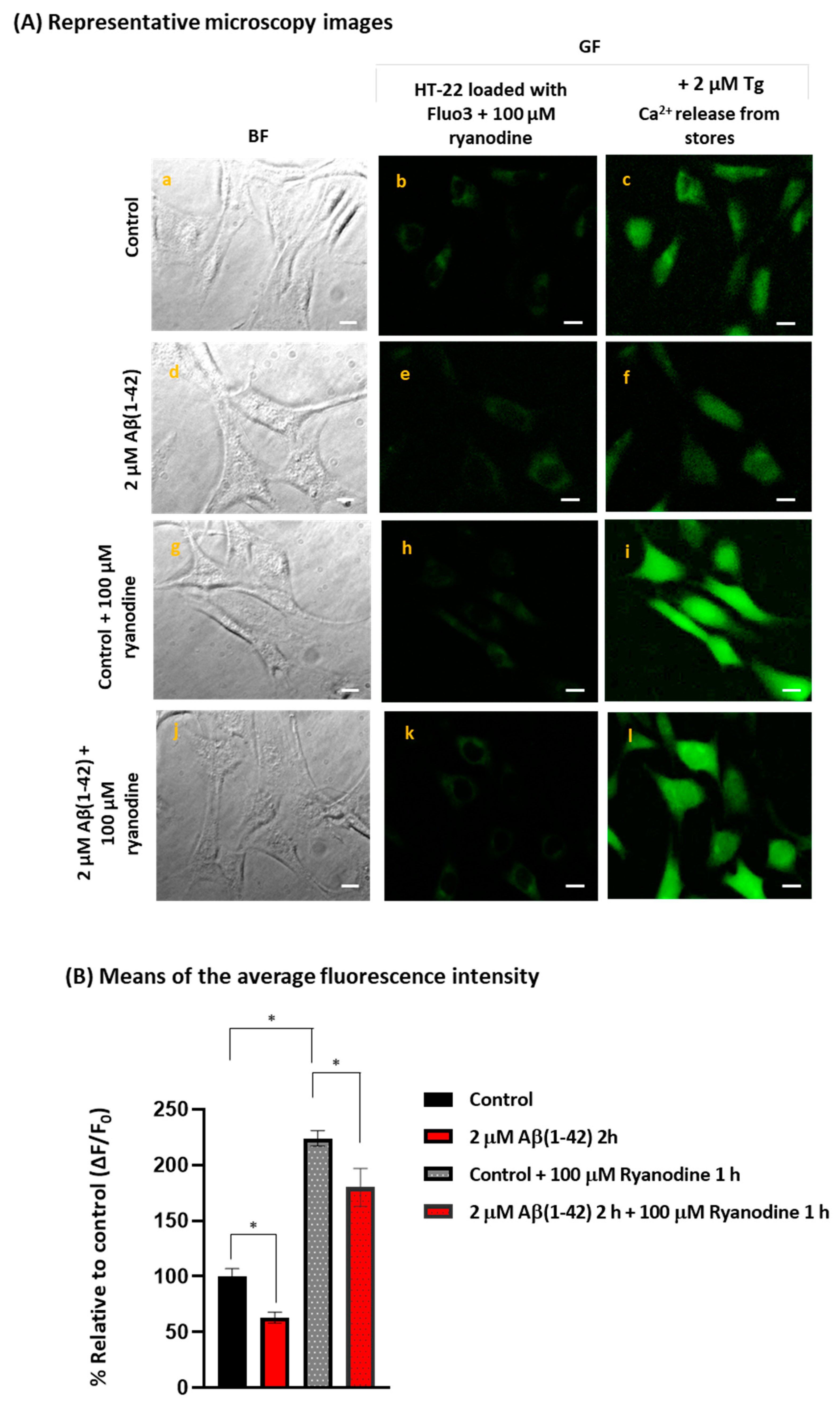 Endocytic uptake of monomeric amyloid-β peptides is clathrin- and  dynamin-independent and results in selective accumulation of Aβ(1–42)  compared to Aβ(1–40)