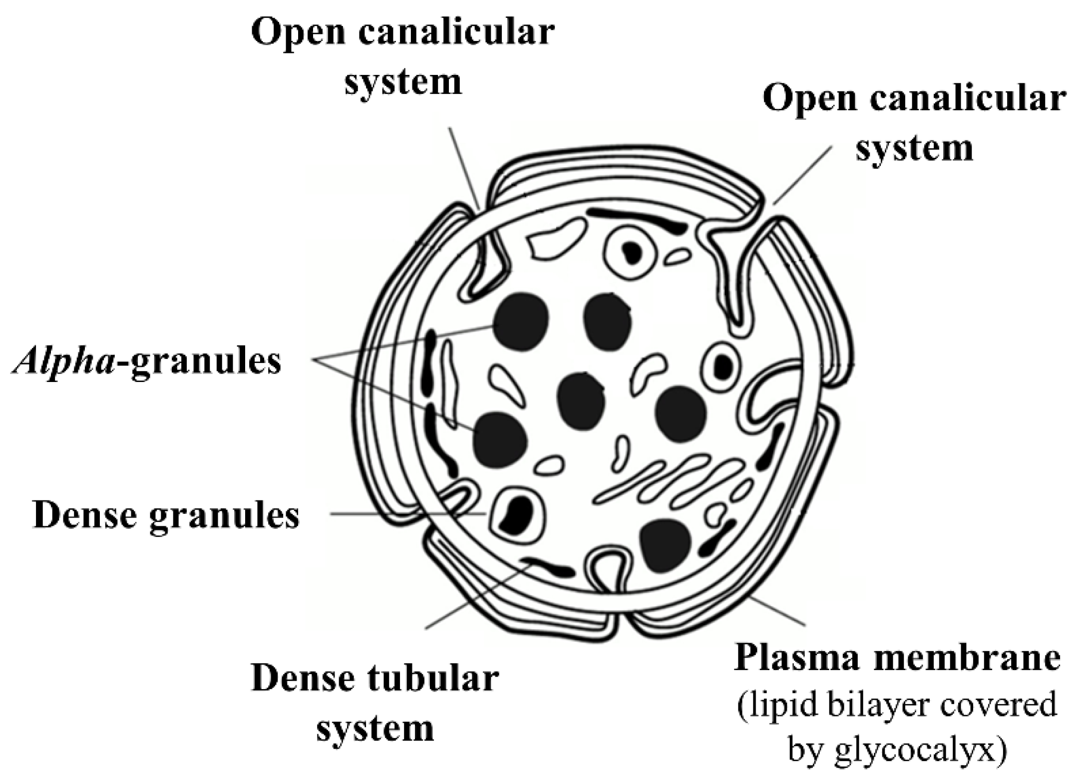 Platelet Structure Diagram Platelet Structure Diagram