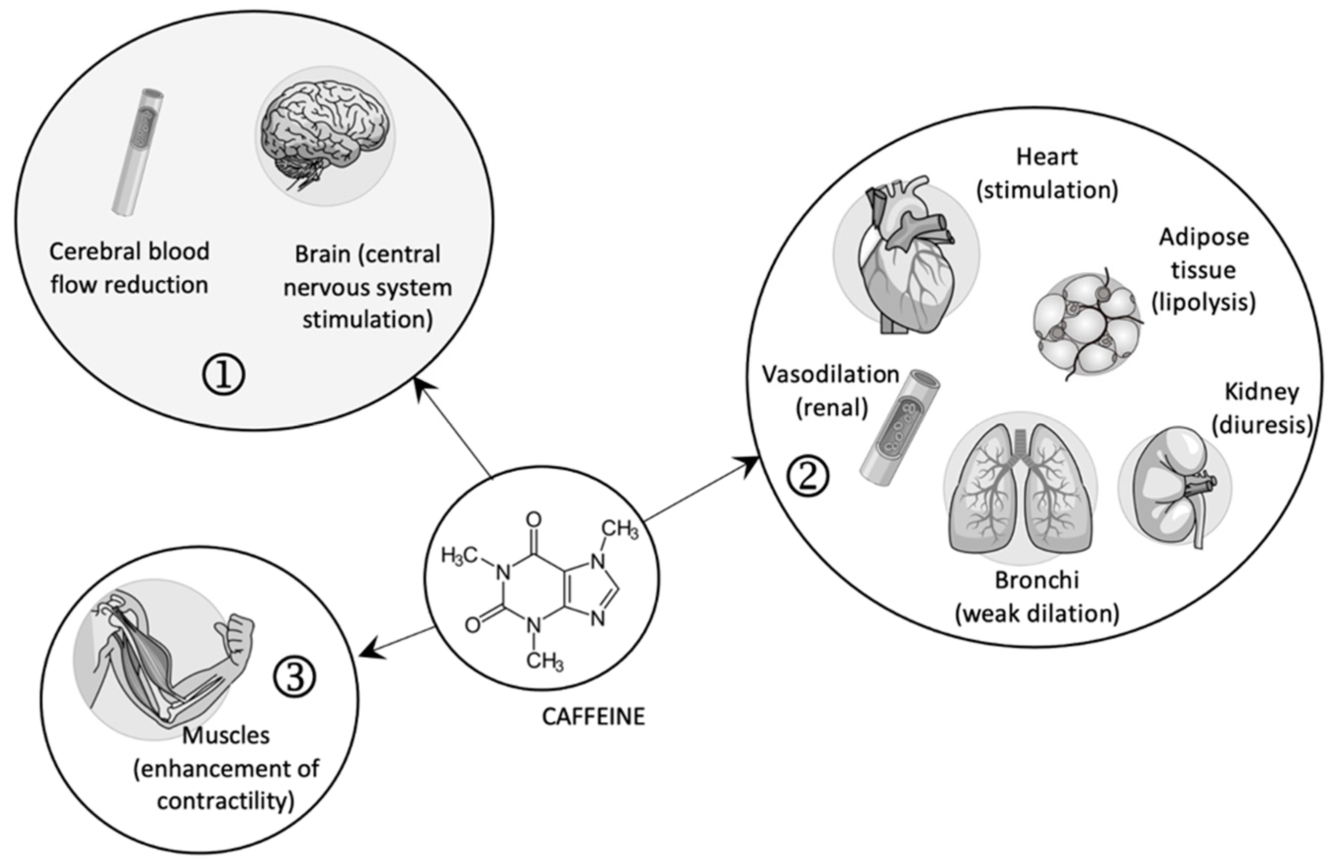 Caffeine Effects Caffeine Effects