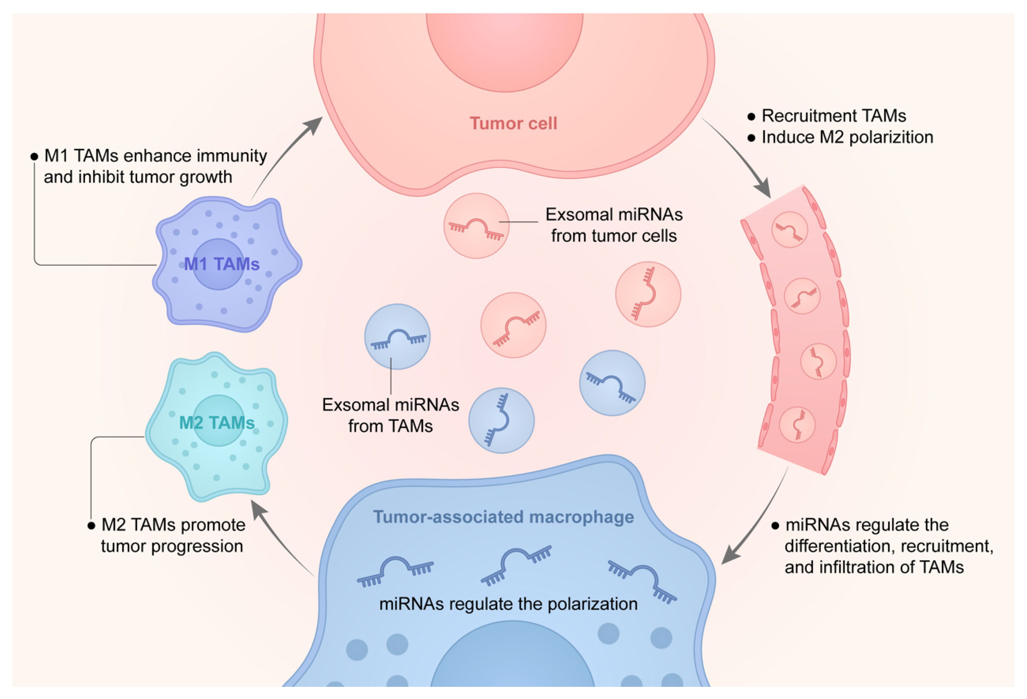 Ijms Free Full Text Crosstalk Between Tumor Associated Macrophages And Micrornas A Key Role