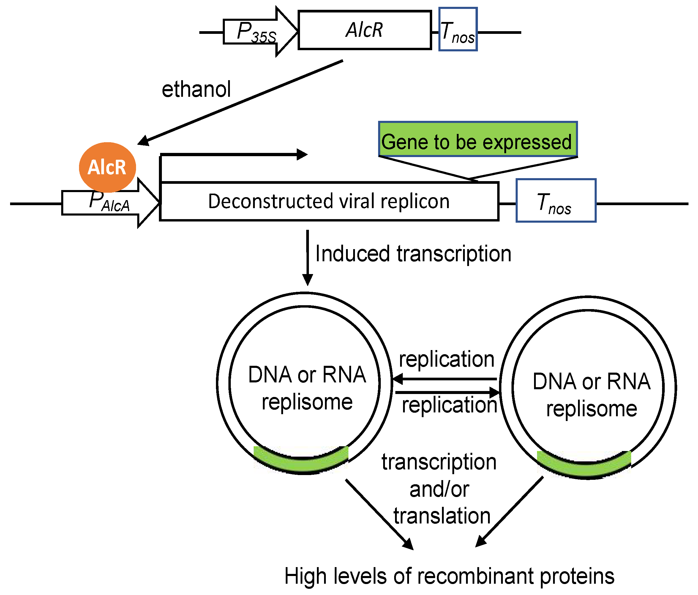 IJMS | Free Full-Text | Maximizing the Production of Recombinant Proteins  in Plants: From Transcription to Protein Stability