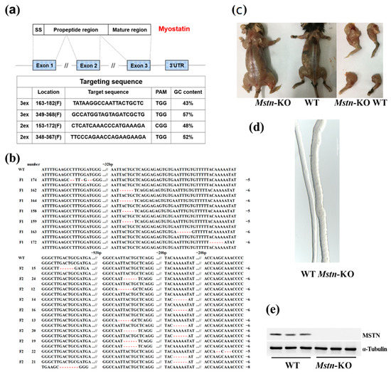 IJMS | Free Full-Text | Myostatin Knockout Affects Mitochondrial ...