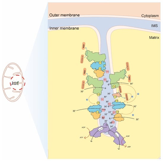 Supercomplexity Mitochondrial Respiratory Chain Supercomplexes: From Structure to Function