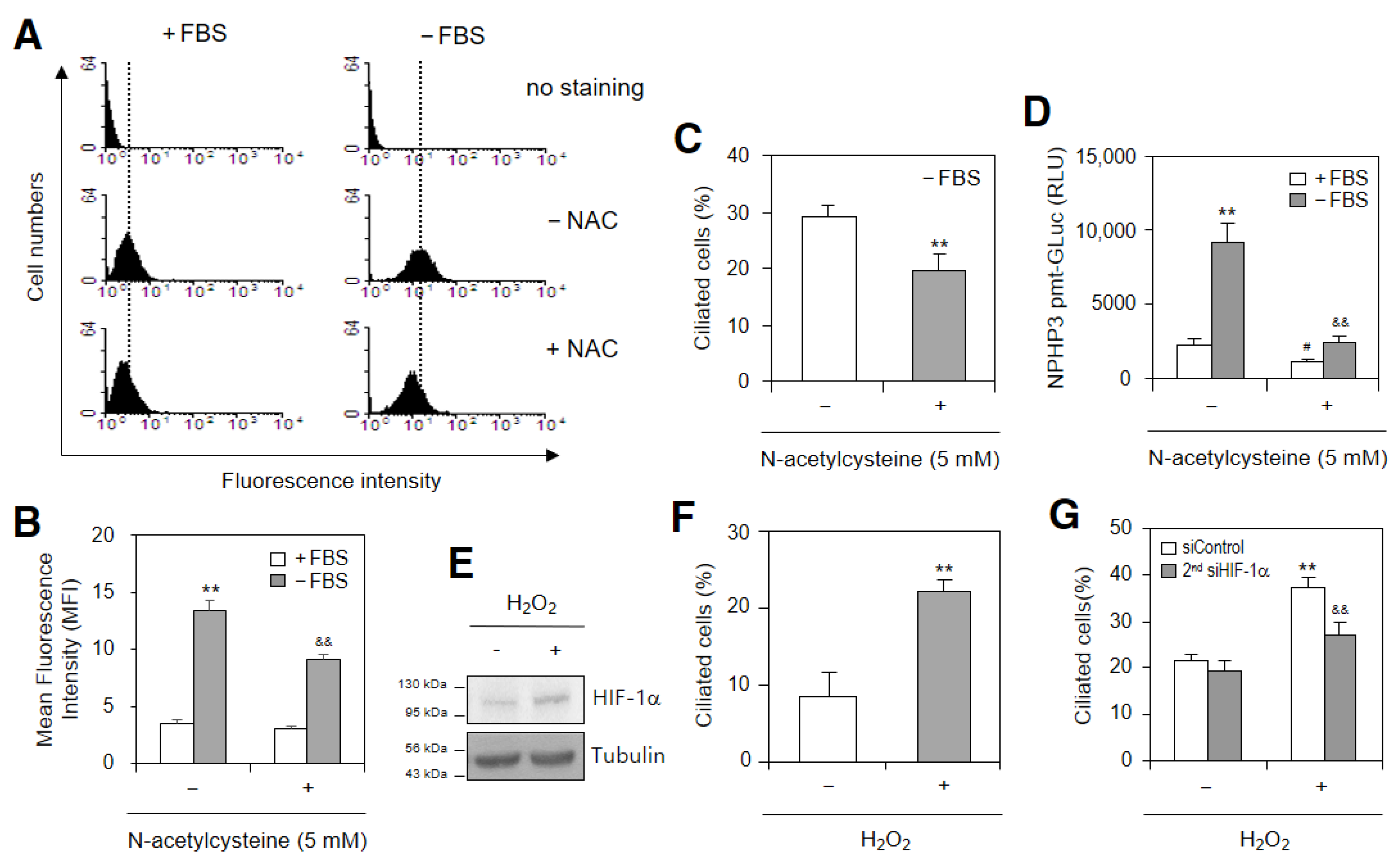 HeLa Cervical Cancer Cells Are Maintained by Nephronophthisis 3 ...