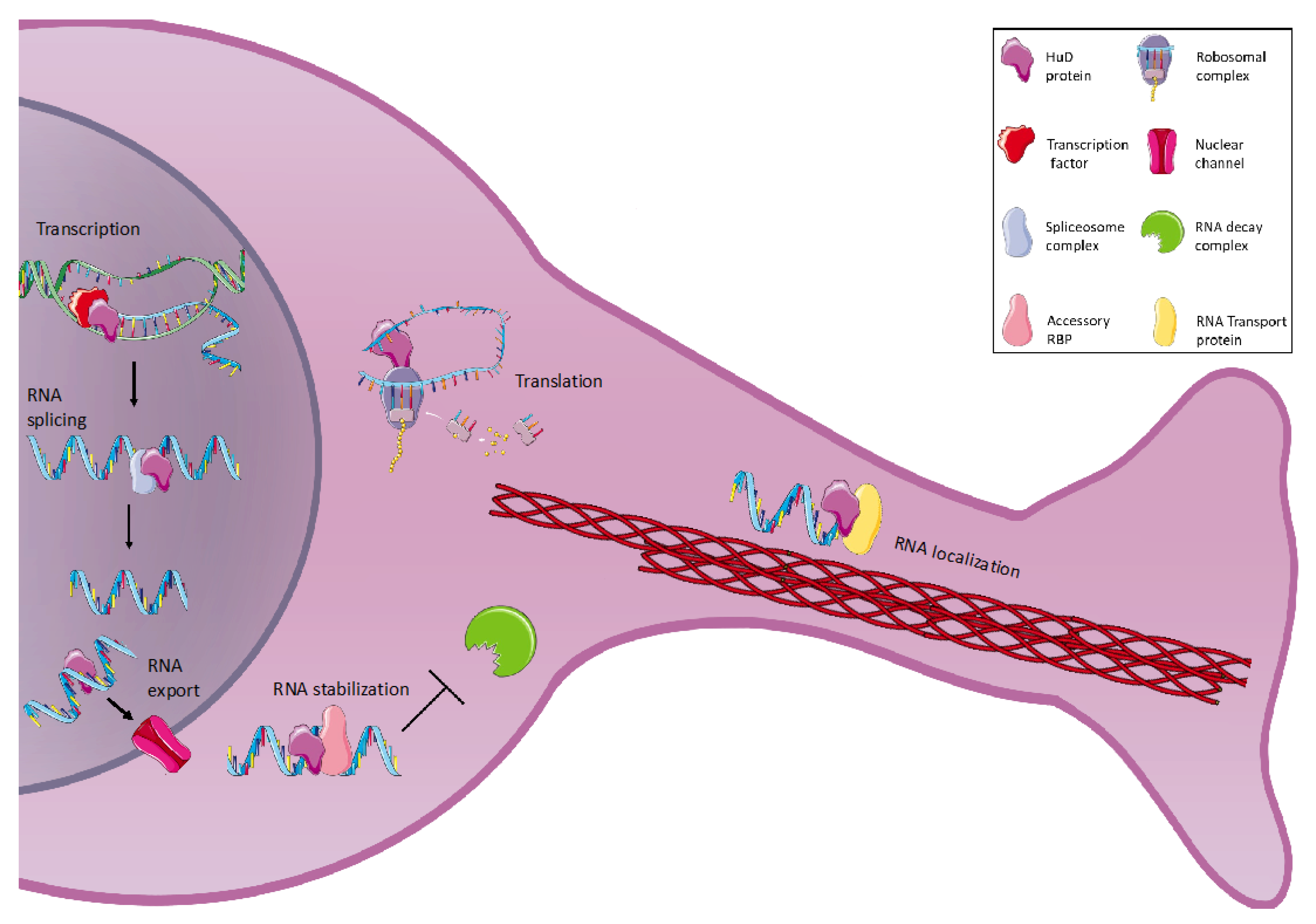 Ijms Free Full Text Emerging Roles For The Rna Binding Protein Hud Elavl4 In Nervous 9288