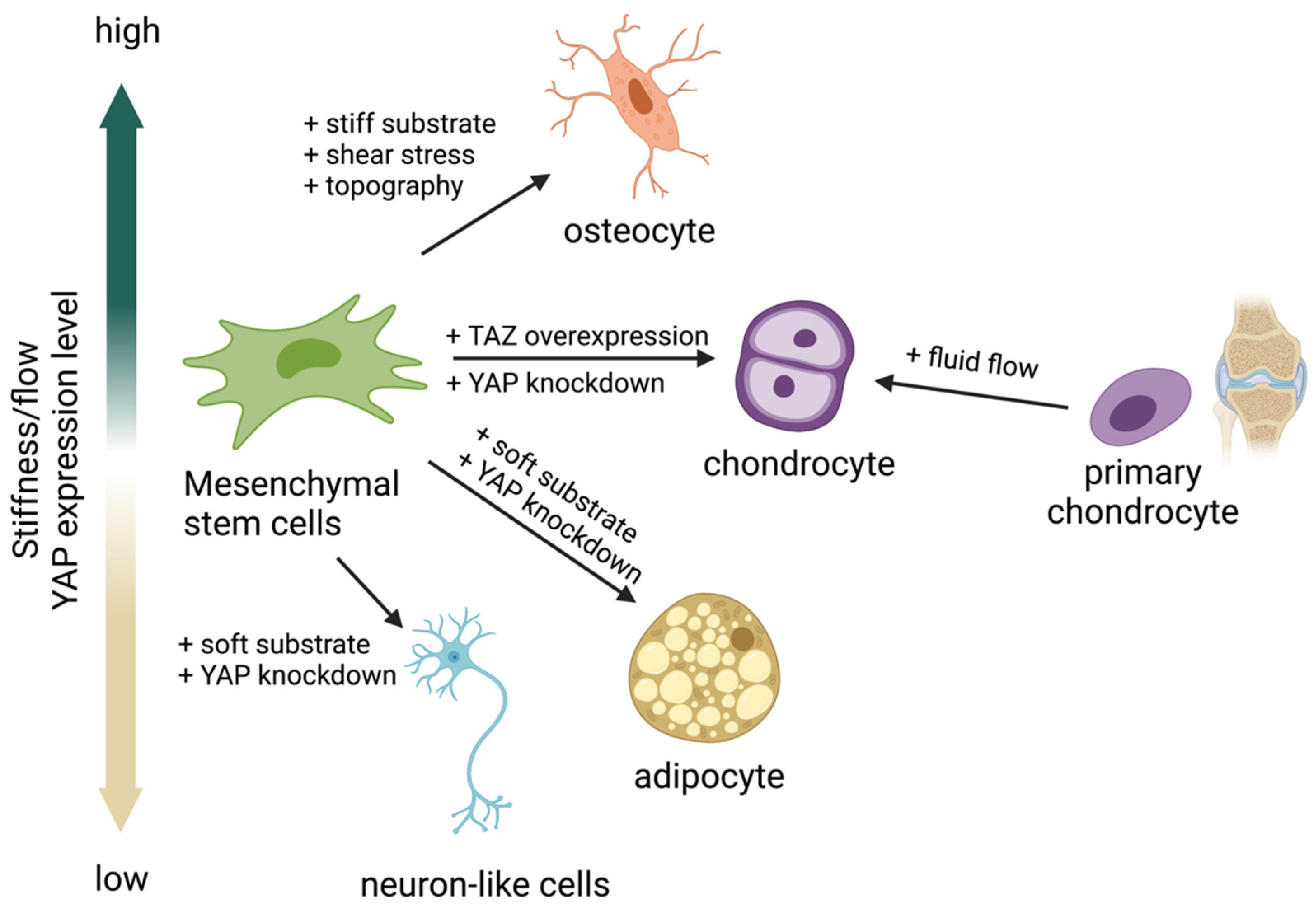 IJMS | Free Full-Text | Role of YAP as a Mechanosensing Molecule in ...