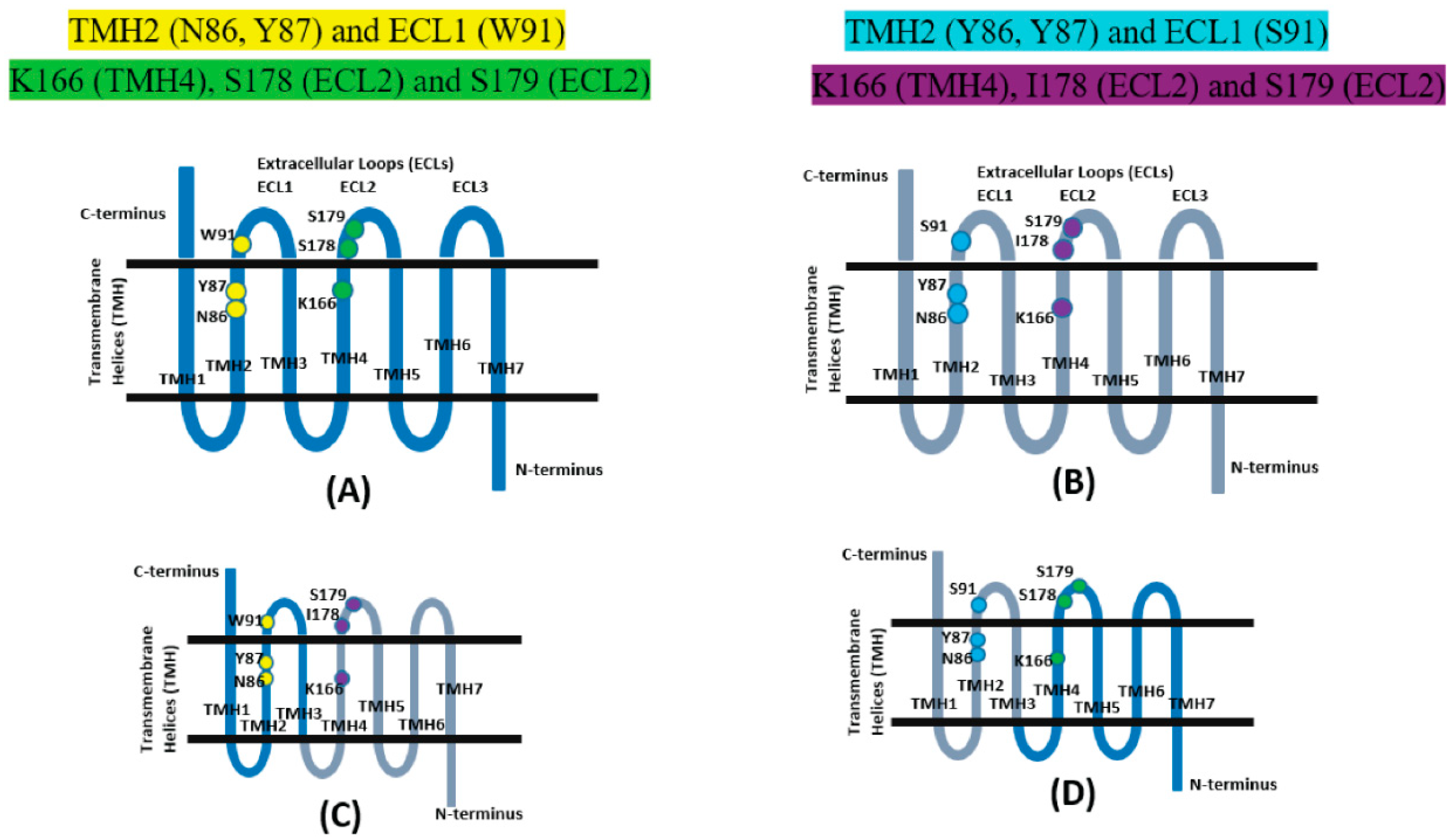 IJMS | Free Full-Text | Exploring GPR109A Receptor Interaction With ...