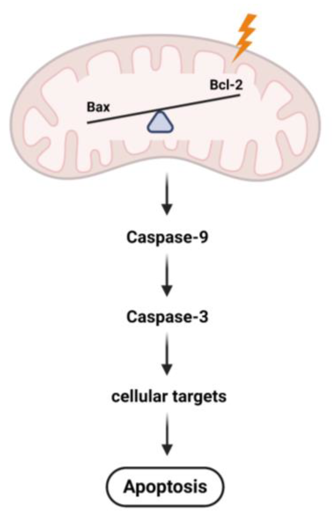 Ijms Free Full Text The Role Of Skeletal Muscle Mitochondria In