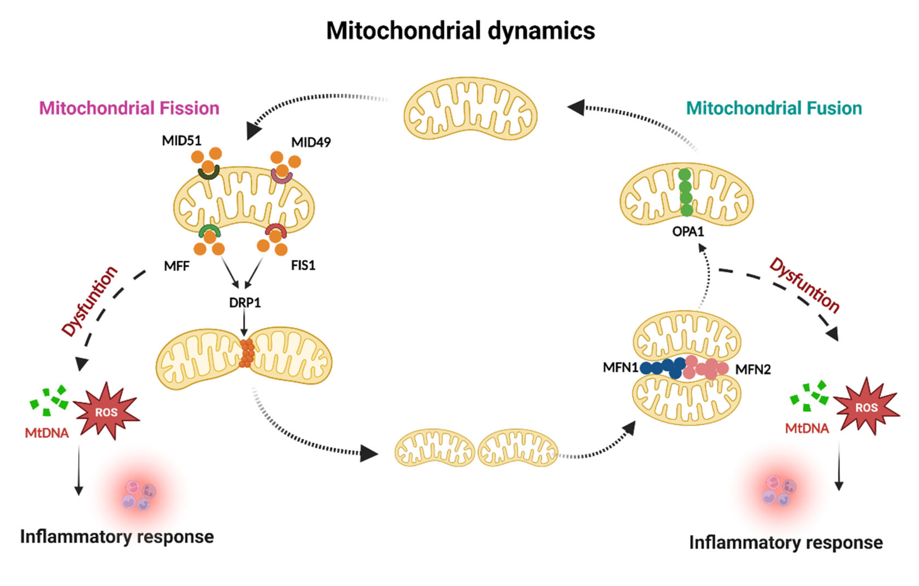 Circulating mitochondria promoted endothelial cGAS-derived