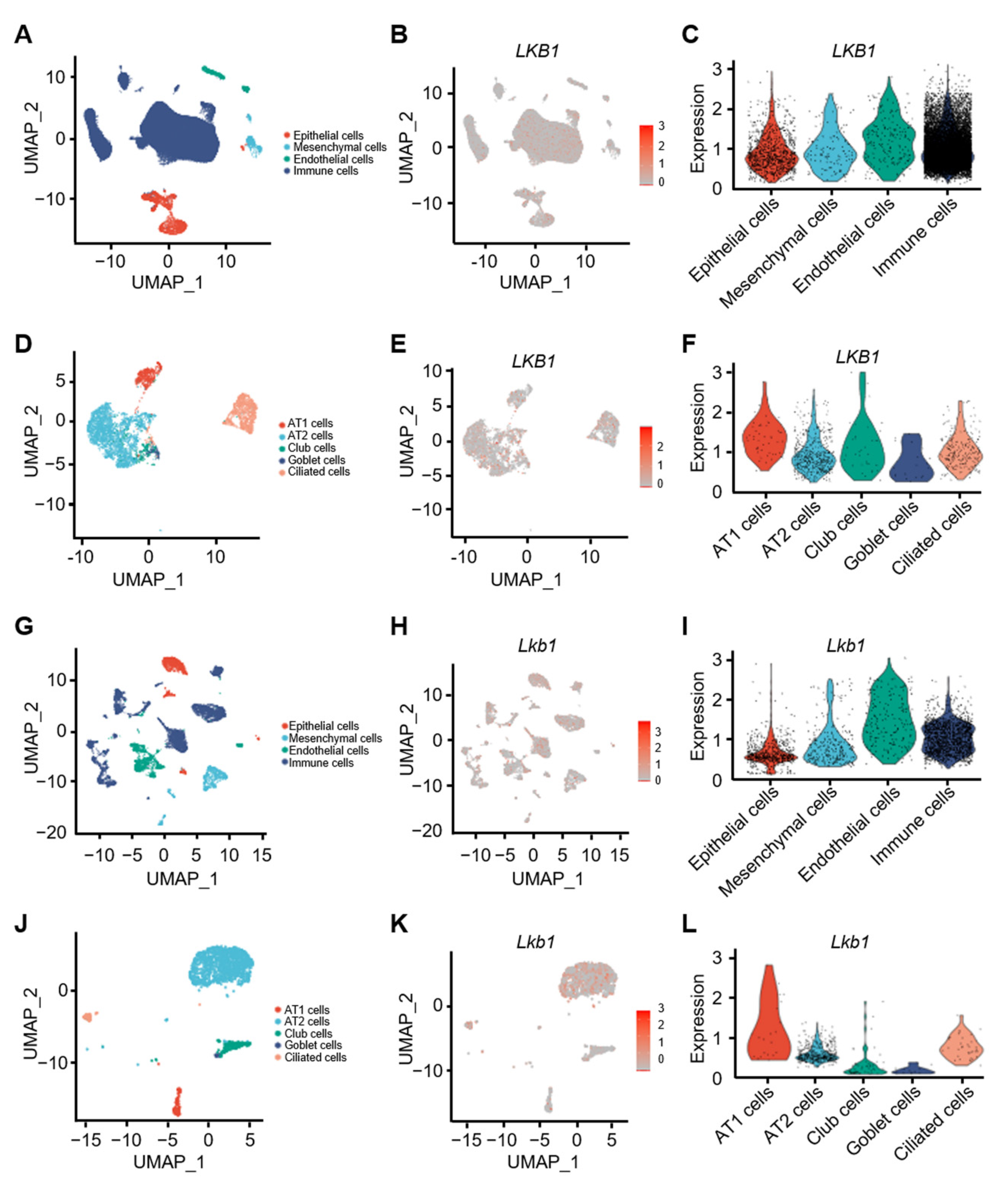 Niche-Dependent Regulation of Lkb1 in the Proliferation of