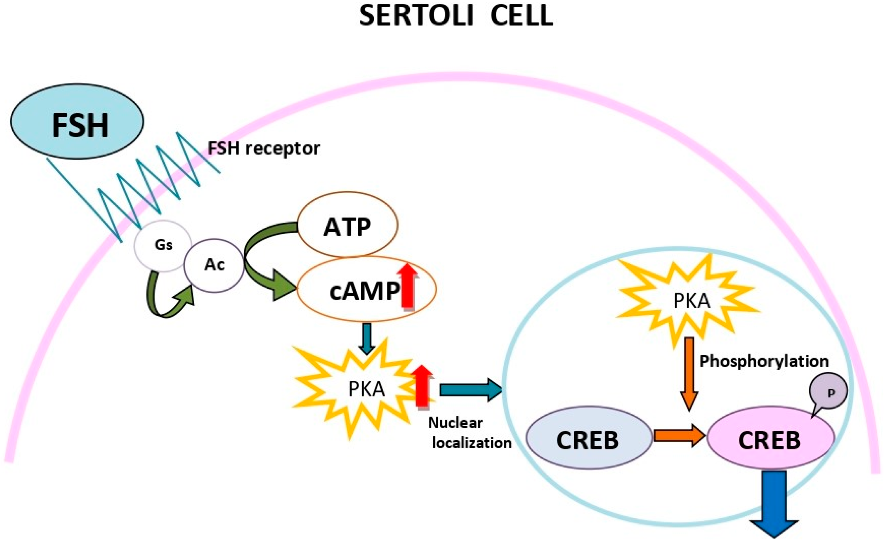 Adenylate kinase 9 is essential for sperm function and male