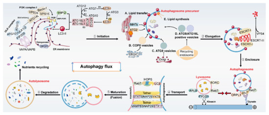 Natural-Product-Mediated Autophagy in the Treatment of Various Liver ...