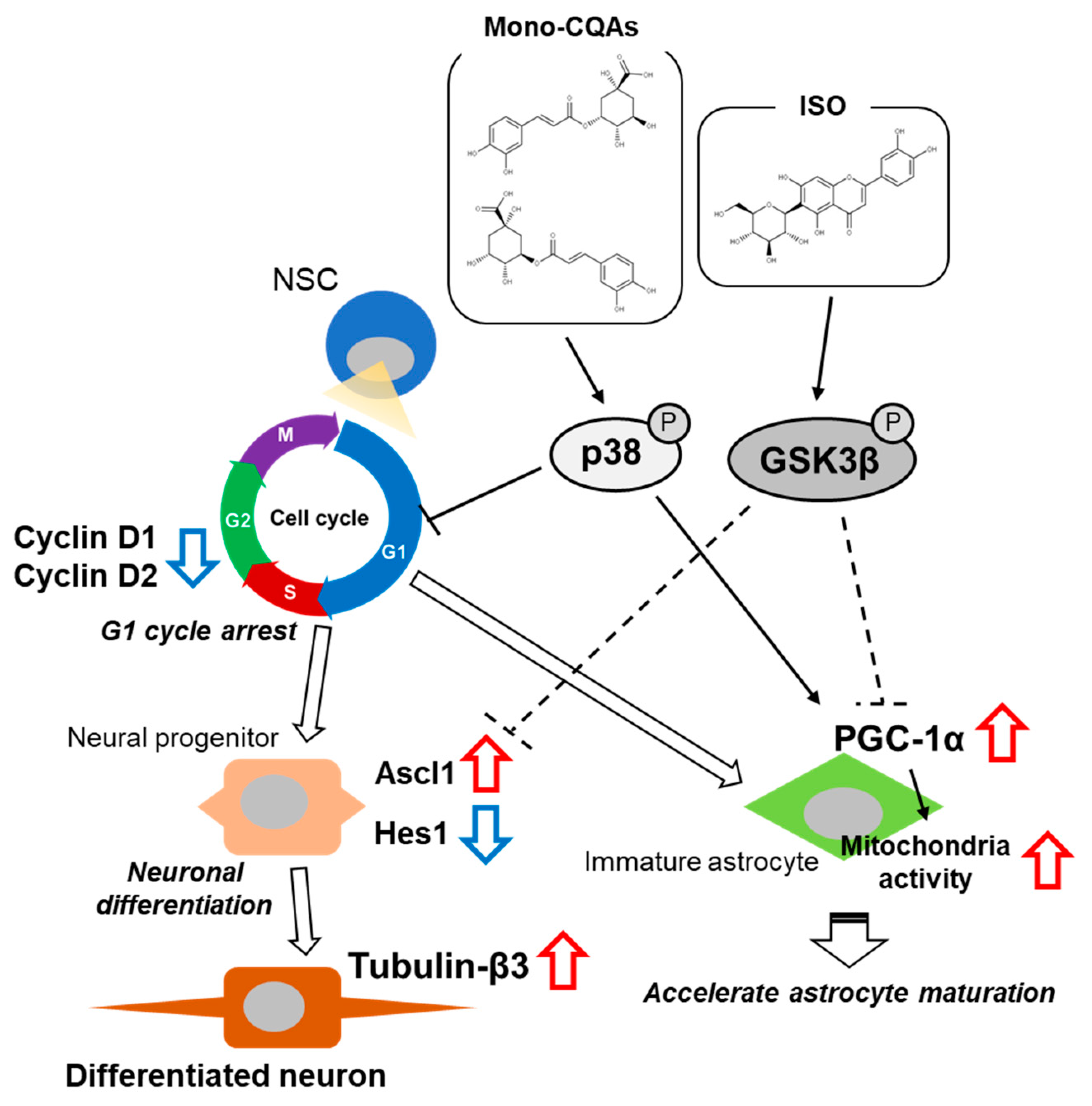 IJMS Free FullText Interactions between Major Bioactive