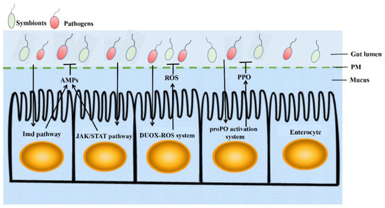 The Intestinal Immune Defense System in Insects