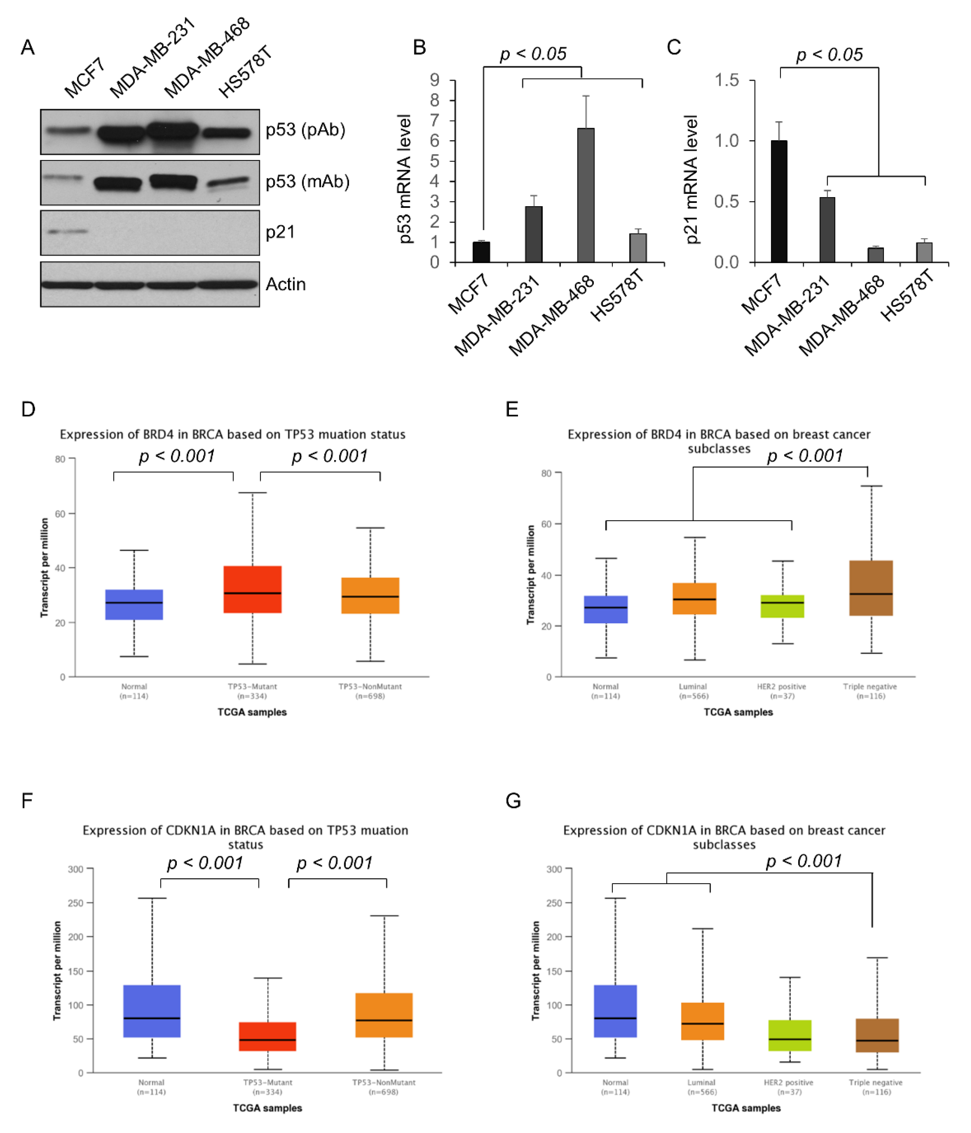 IJMS | Free Full-Text | Bromodomain Protein BRD4-Mediated Mutant P53 ...