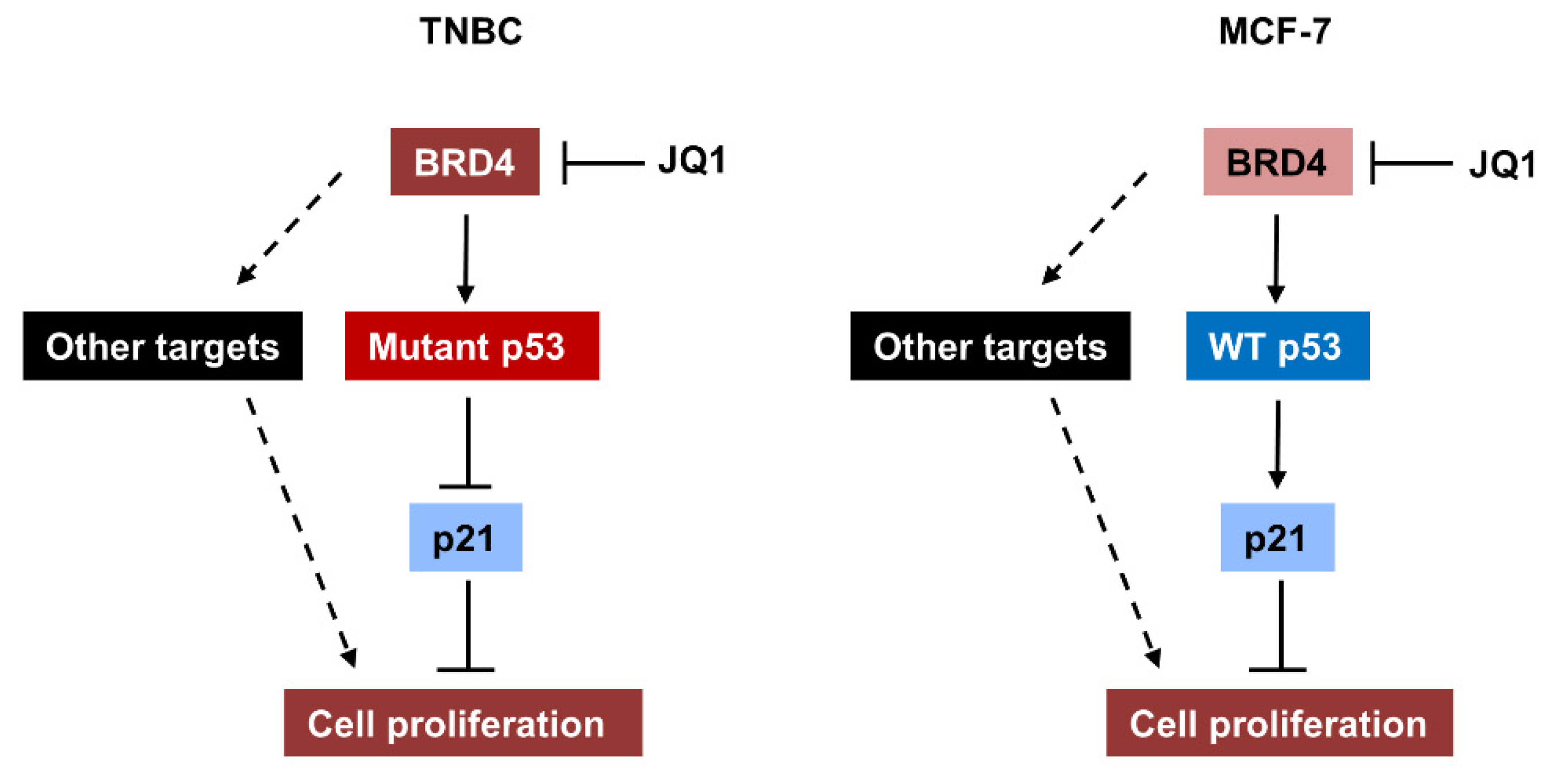 IJMS | Free Full-Text | Bromodomain Protein BRD4-Mediated Mutant P53 ...