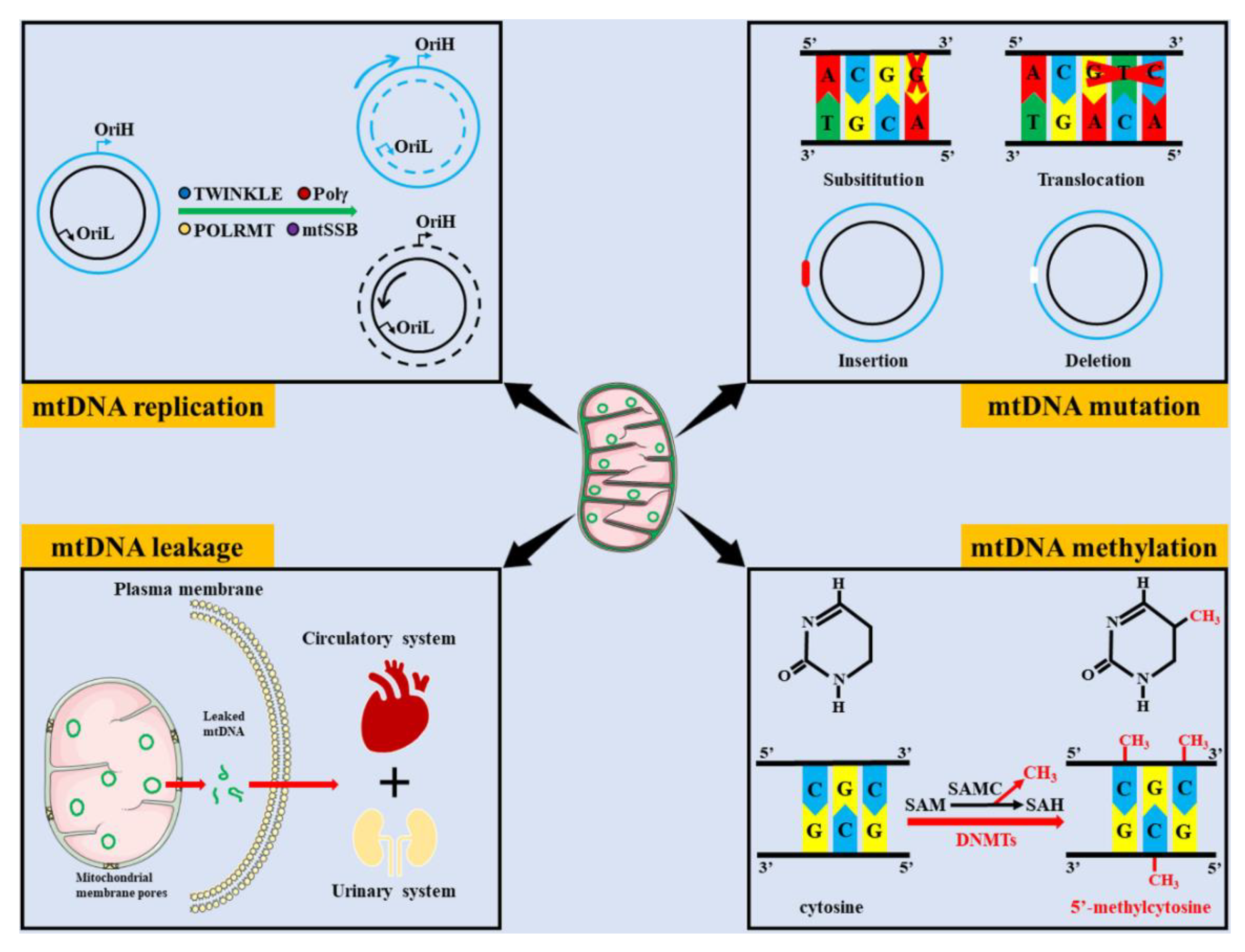 IJMS | Free Full-Text | Roles of Mitochondrial DNA Damage in 