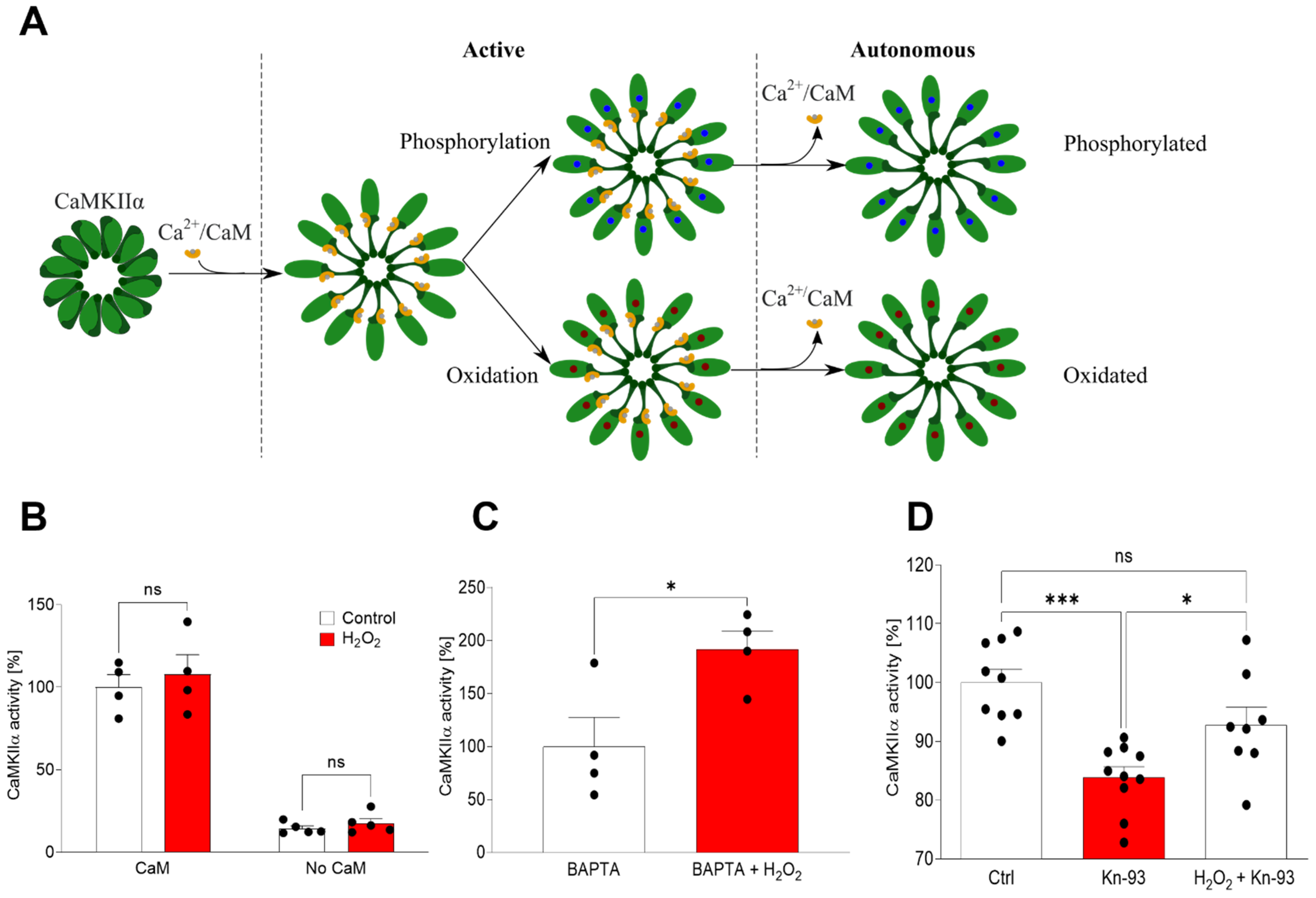 Ijms Free Full Text Amyloid β Peptide Causes The Permanent Activation Of Camkiiα Through Its