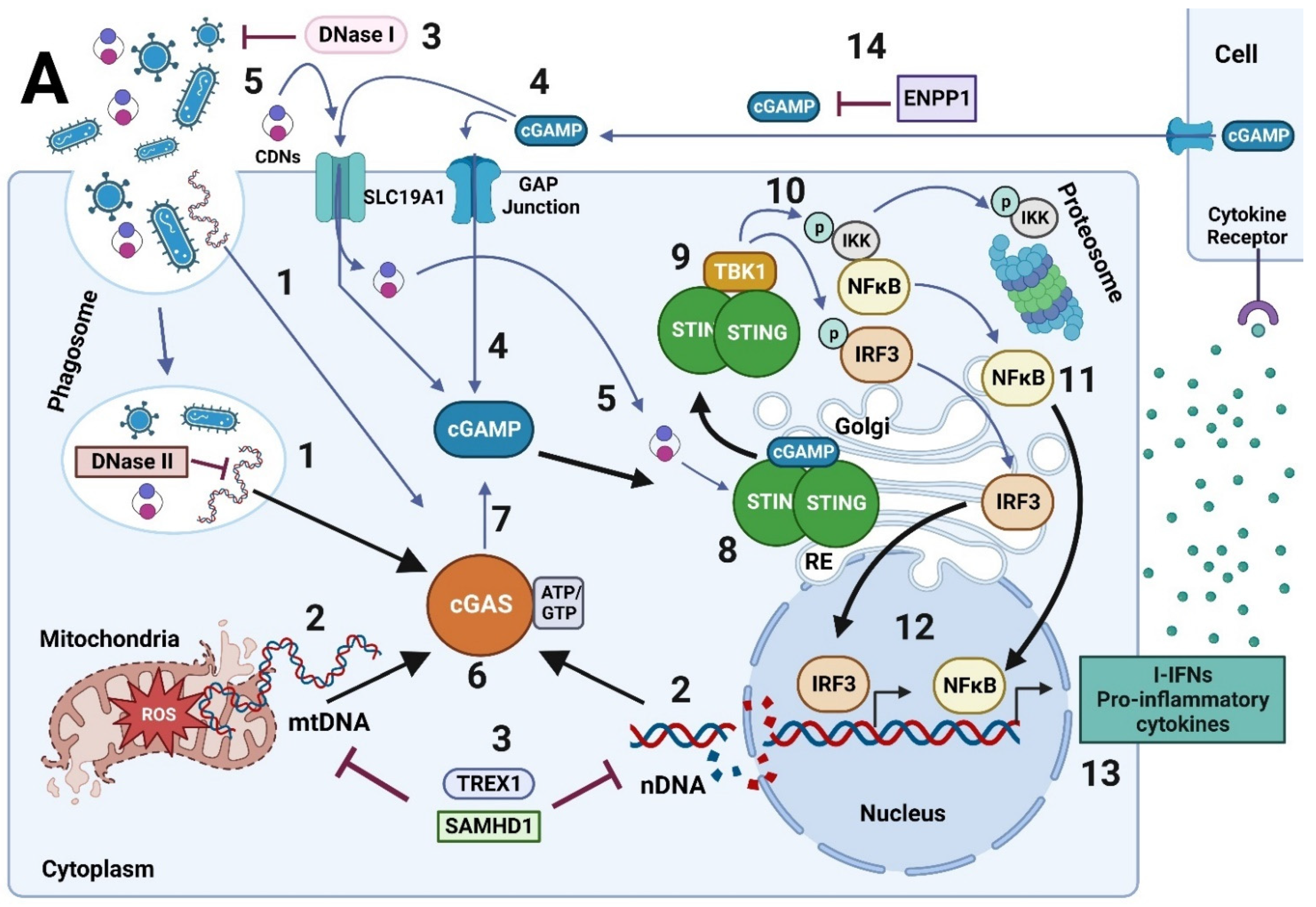 IJMS | Free Full-Text | The Relationship between Reactive Oxygen