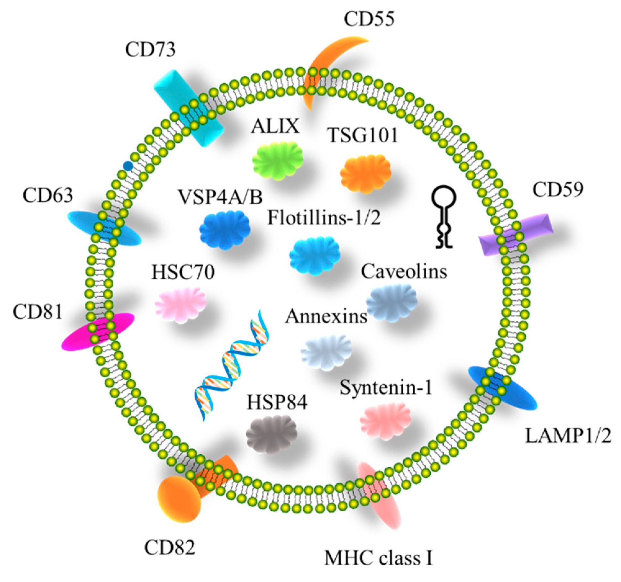 IJMS | Free Full-Text | Tumor-Derived Small Extracellular Vesicles Involved  in Breast Cancer Progression and Drug Resistance
