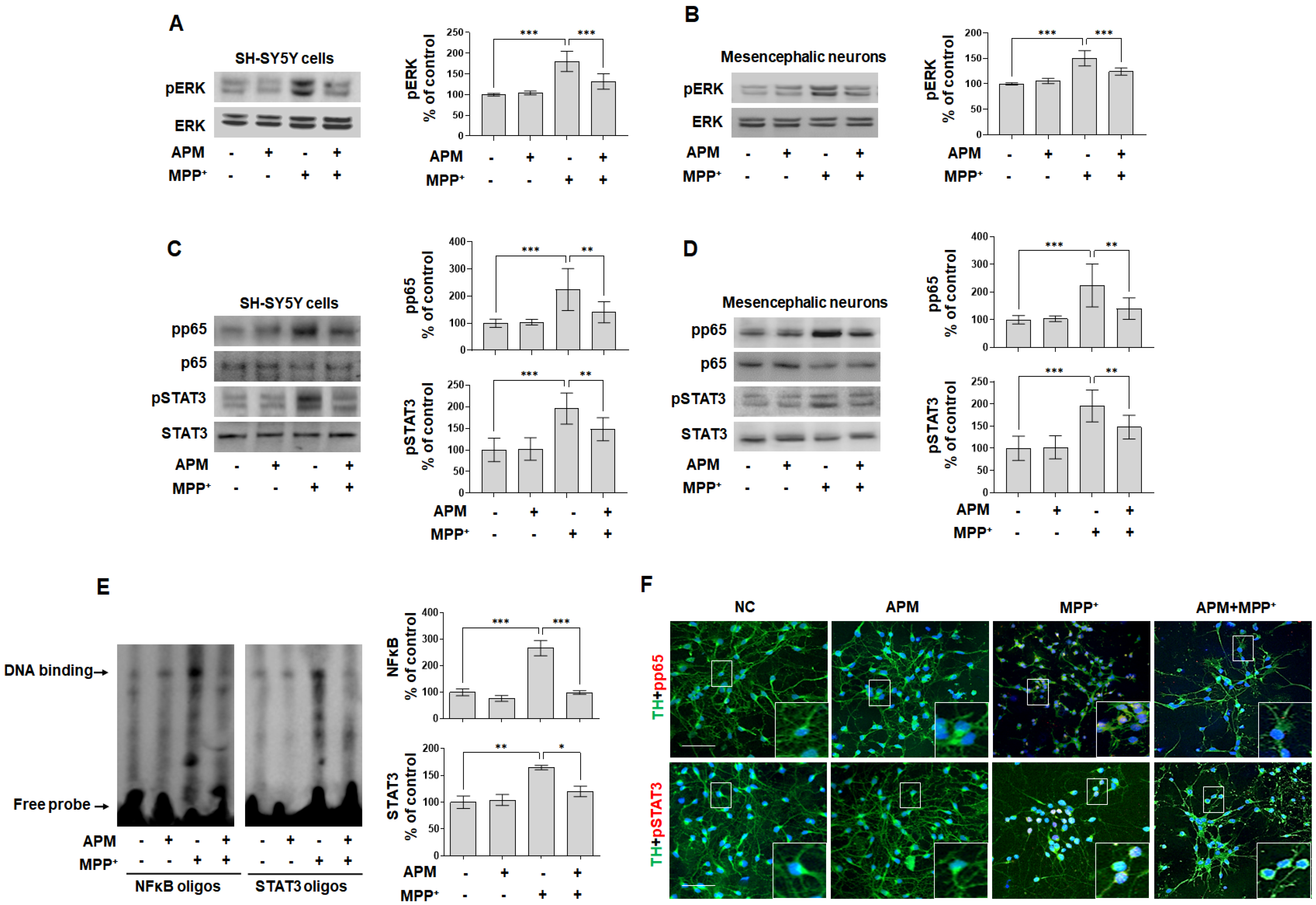 IJMS Free Full Text Effects of Apamin on MPP Induced Calcium