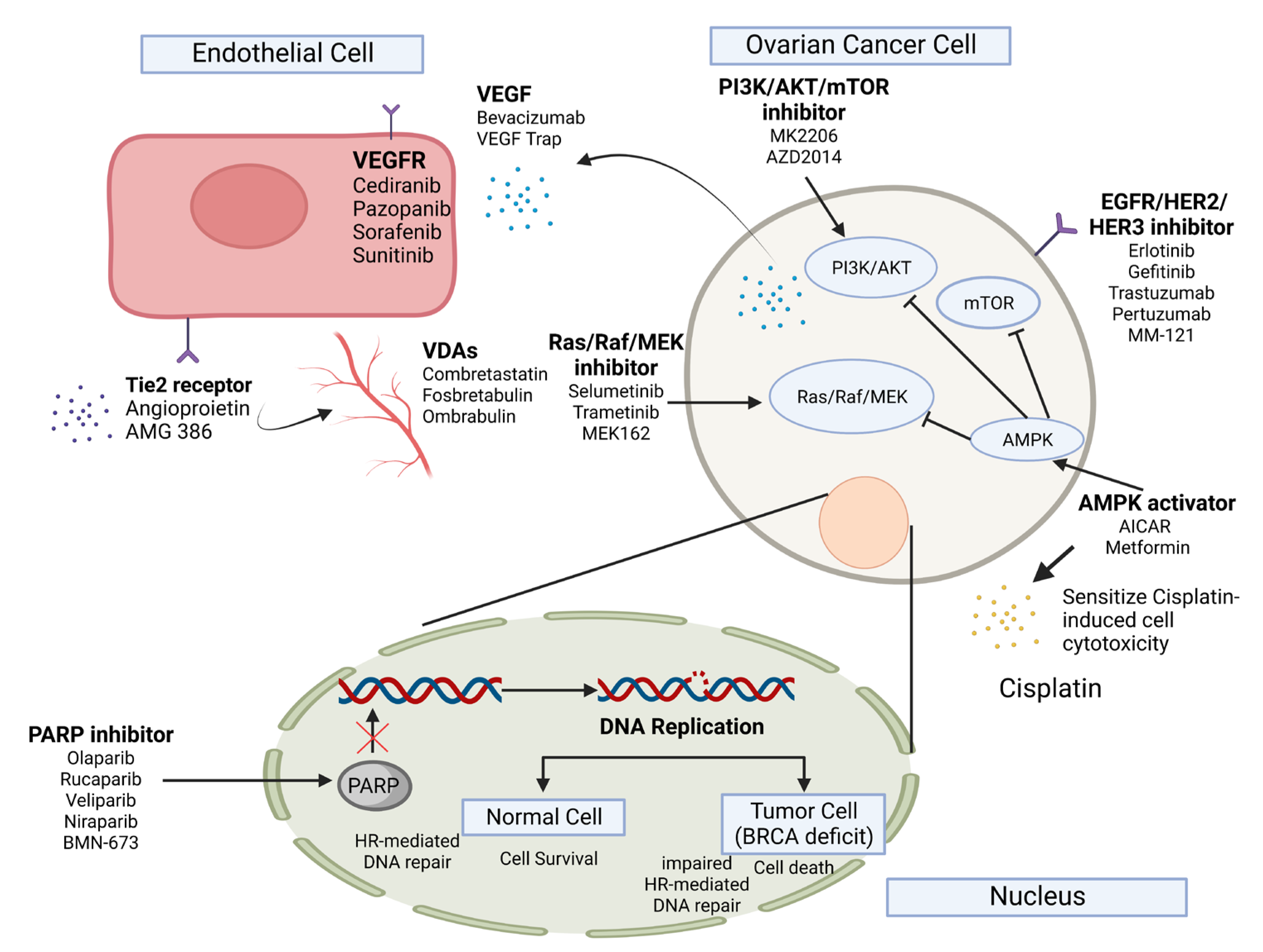 Ijms Free Full Text New Insights Into Ferroptosis Initiating