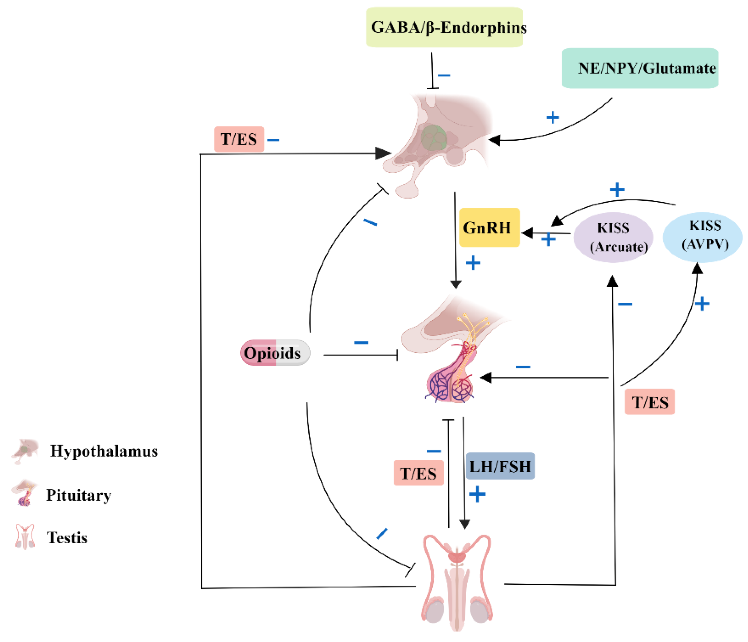 Ijms Free Full Text Autophagy A Double Edged Sword In Male