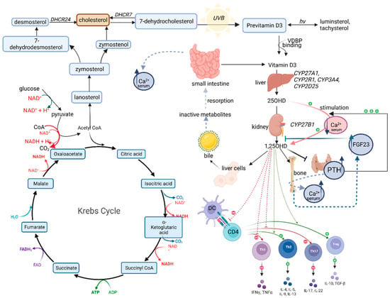 IJMS | Free Full-Text | Vitamin D Metabolic Pathway Components in ...