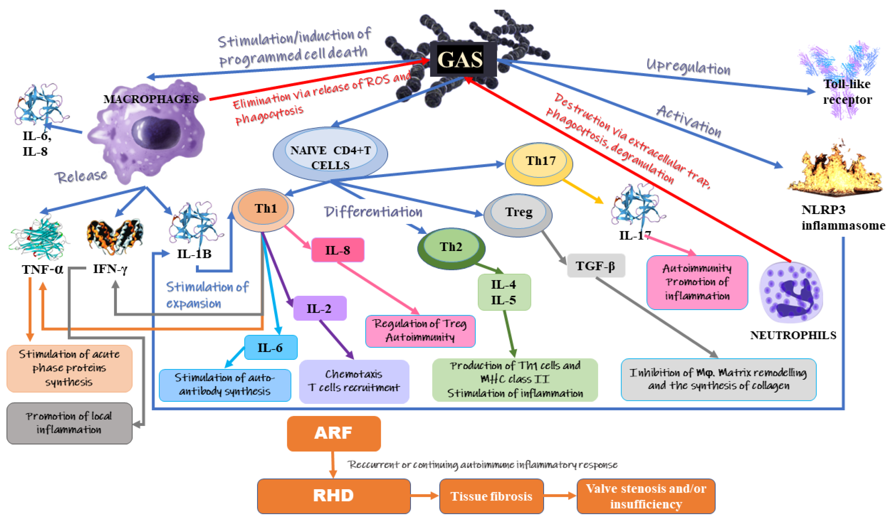 IJMS Free Full Text The Role Of Inflammation And Oxidative Stress 