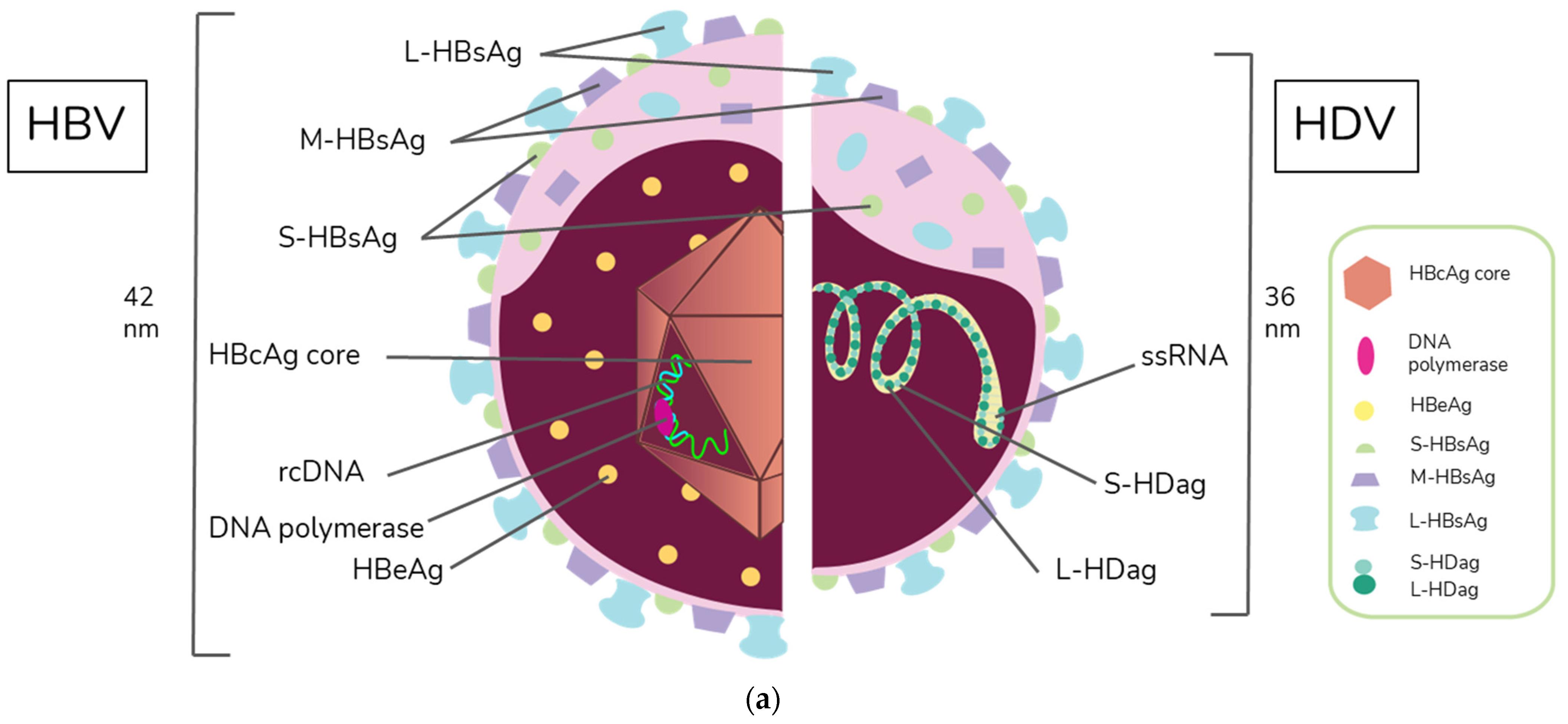 IJMS | Free Focus an with Comprehensive | Immunological Viruses: A B Full-Text Update Hepatitis D and Hepatitis