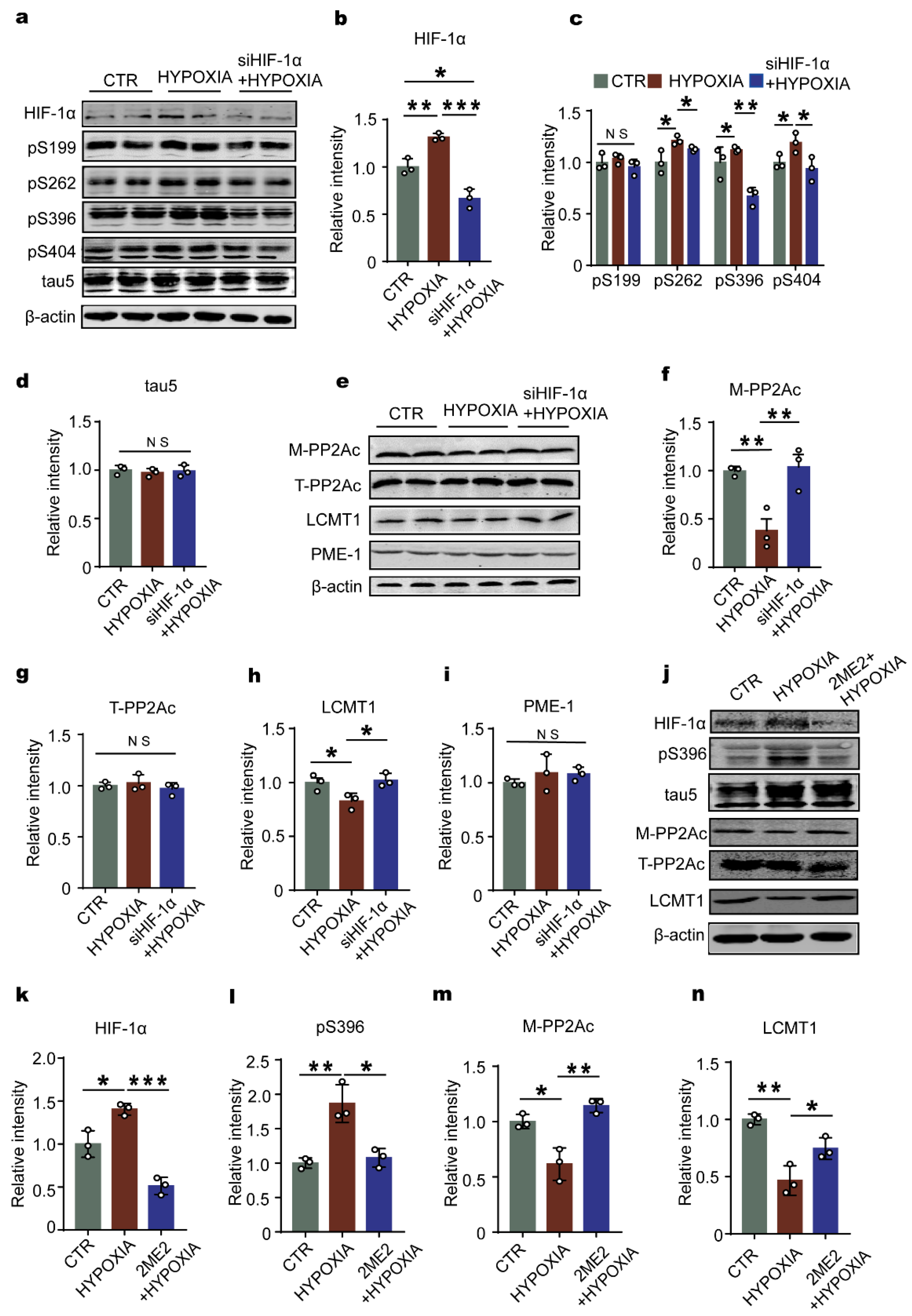 IJMS | Free Full-Text | HIF-1α Causes LCMT1/PP2A Deficiency 