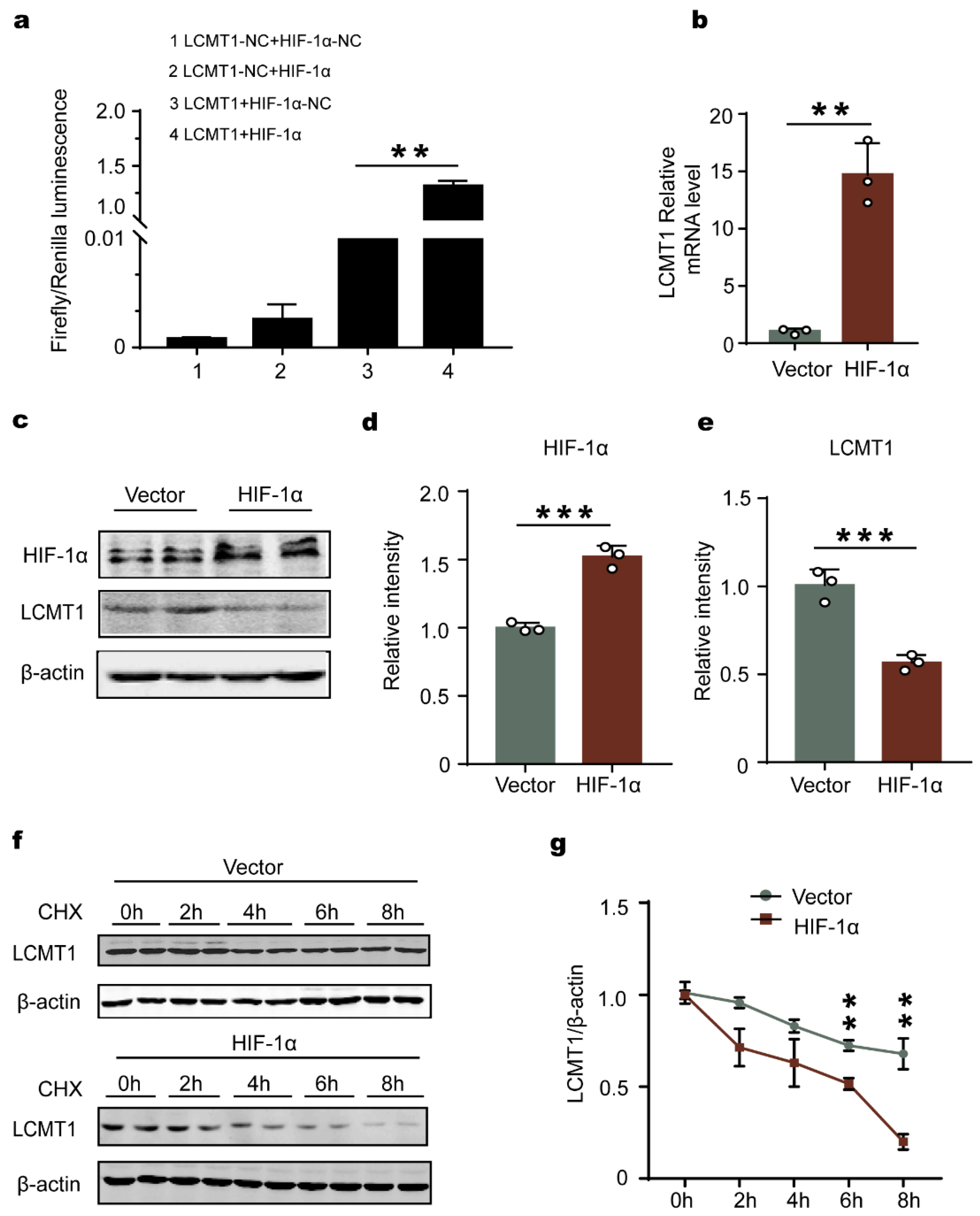 IJMS | Free Full-Text | HIF-1α Causes LCMT1/PP2A